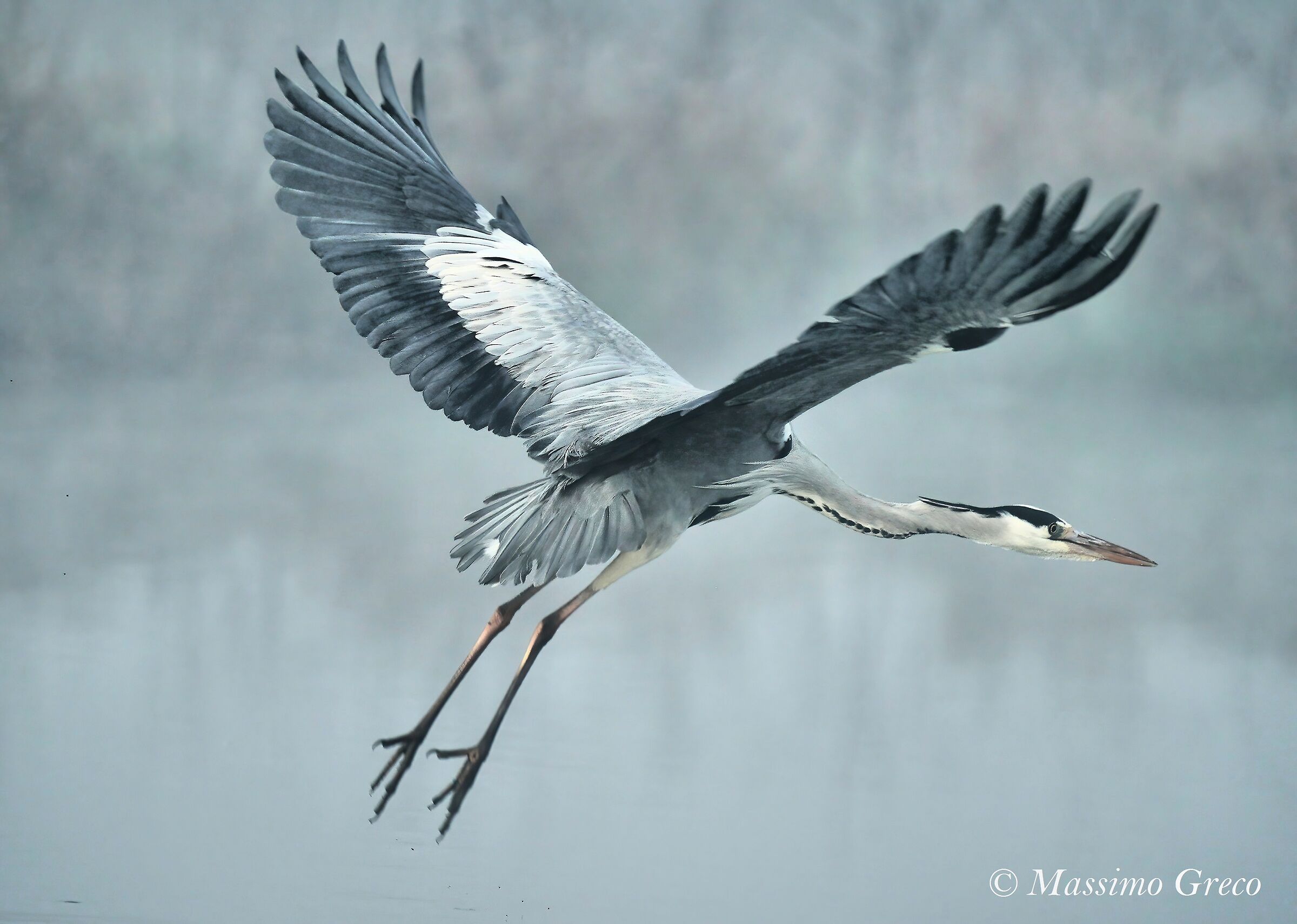 Airone cenerino nella nebbia