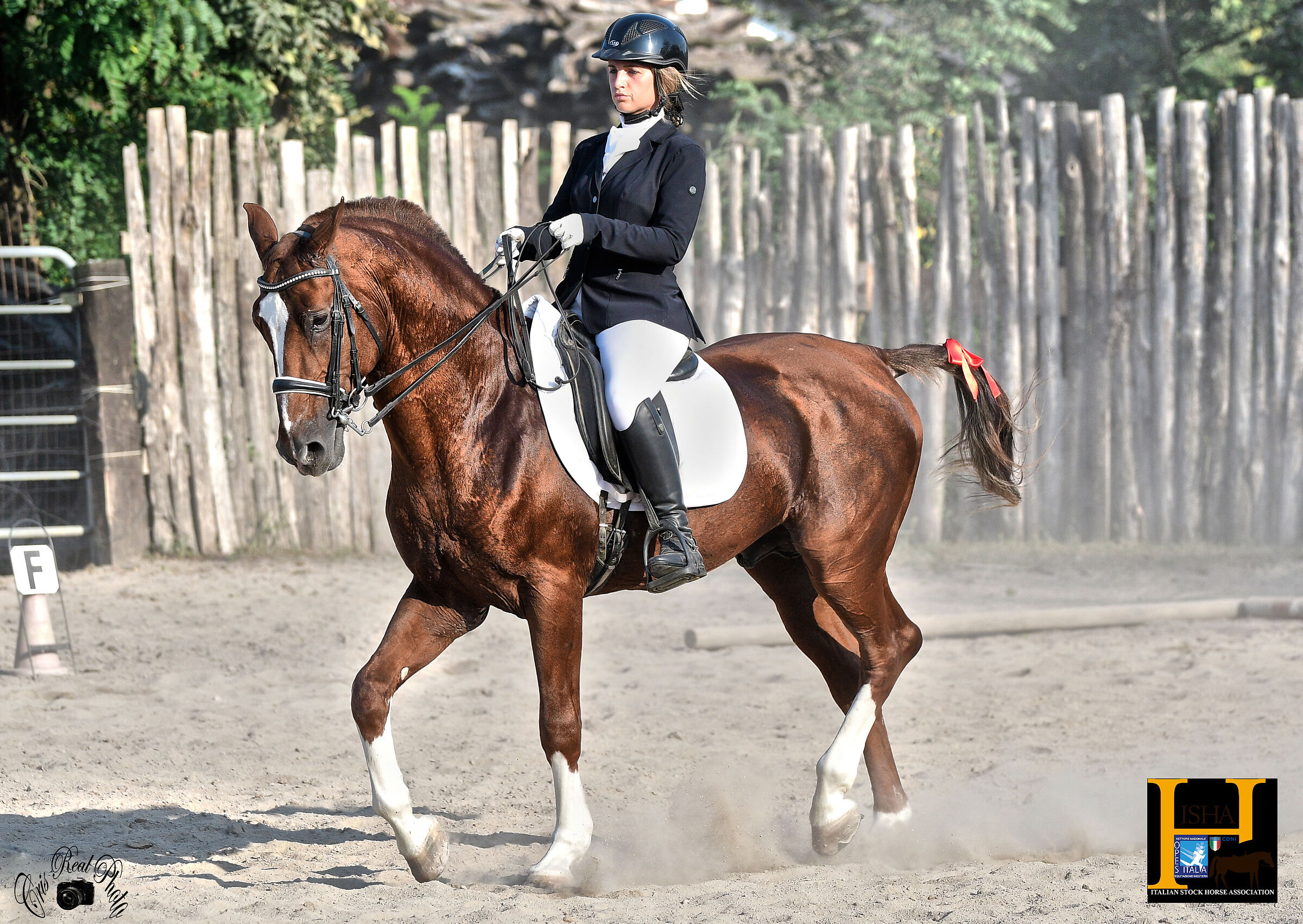 dressage