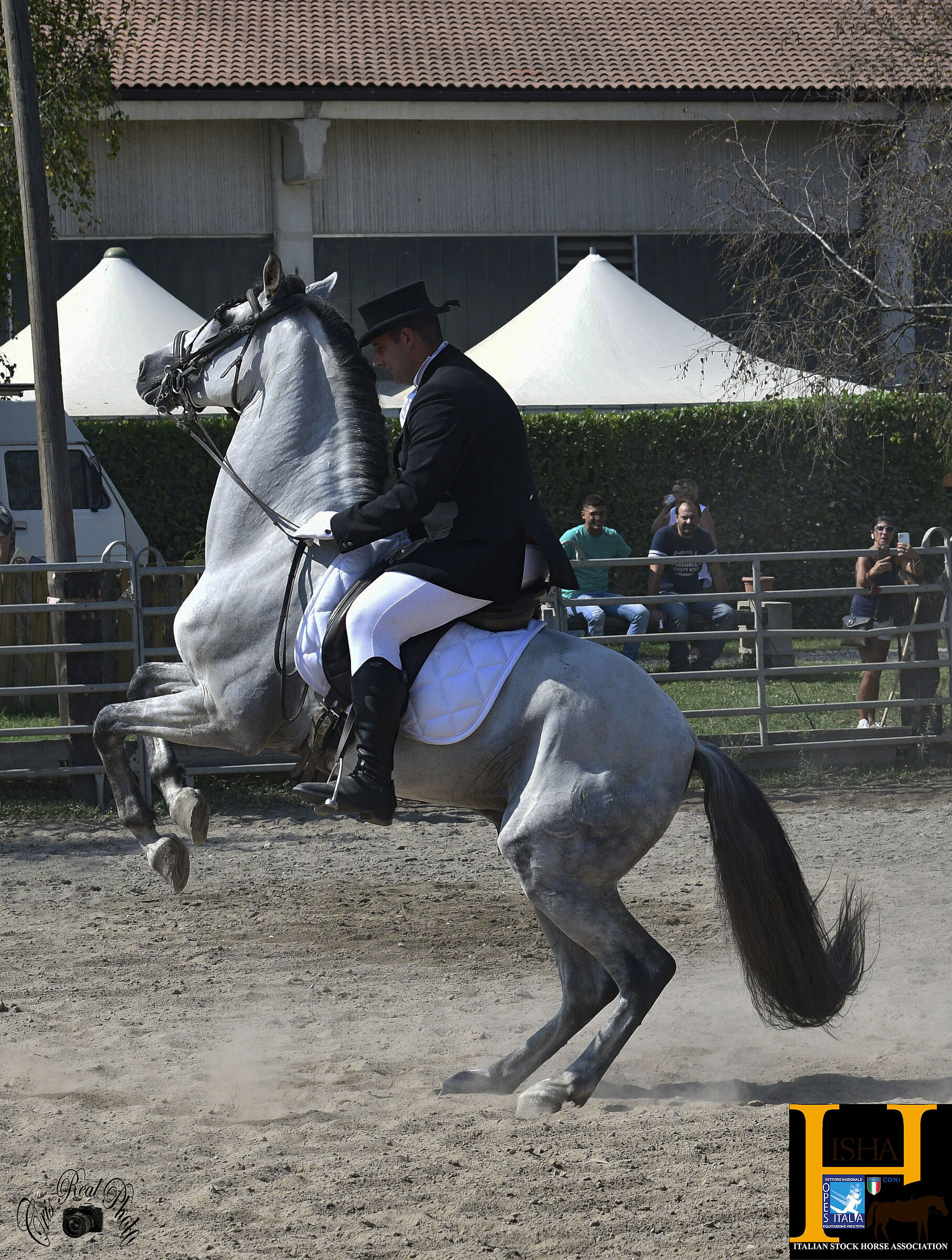 dressage