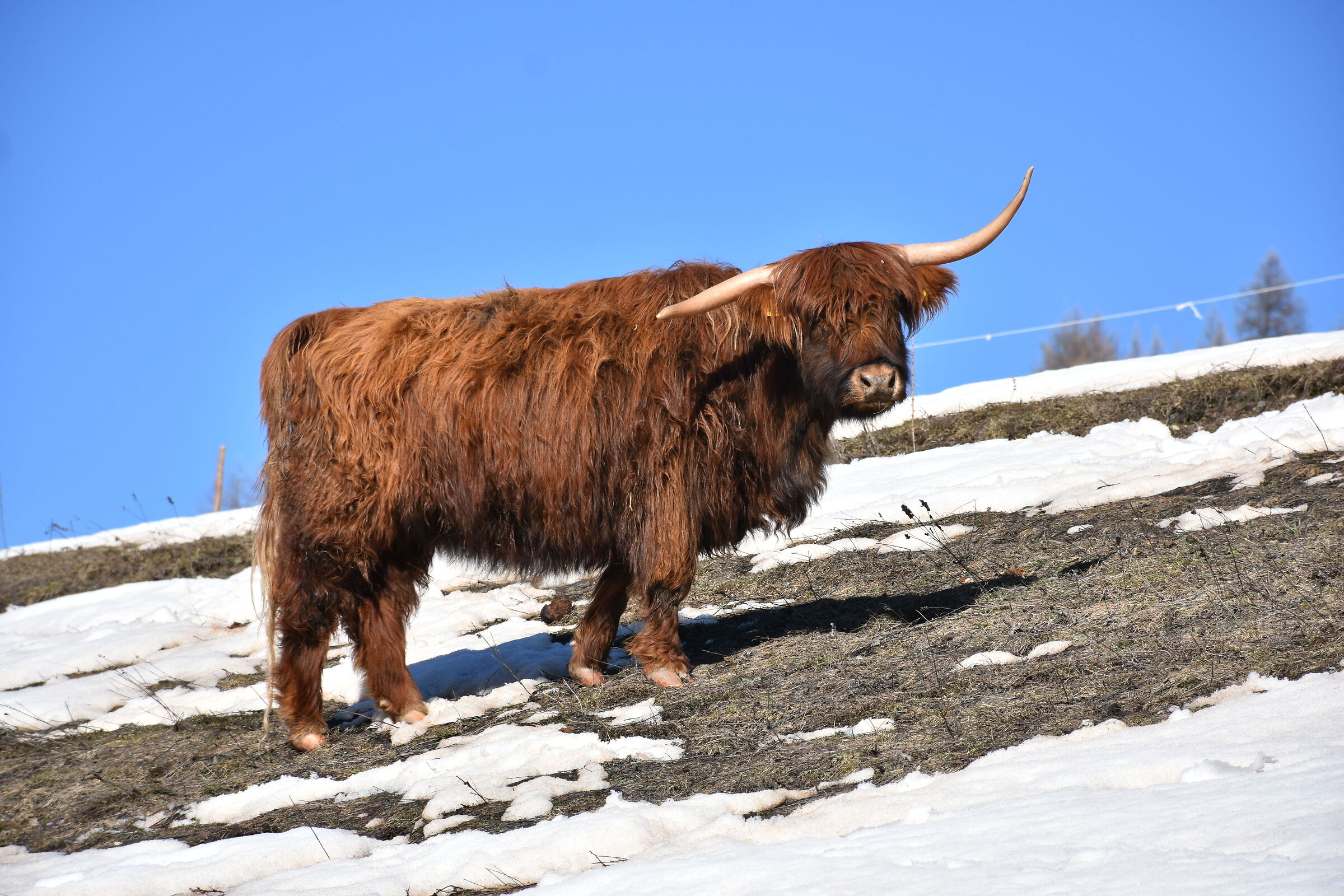 Highlander in Val Thuras