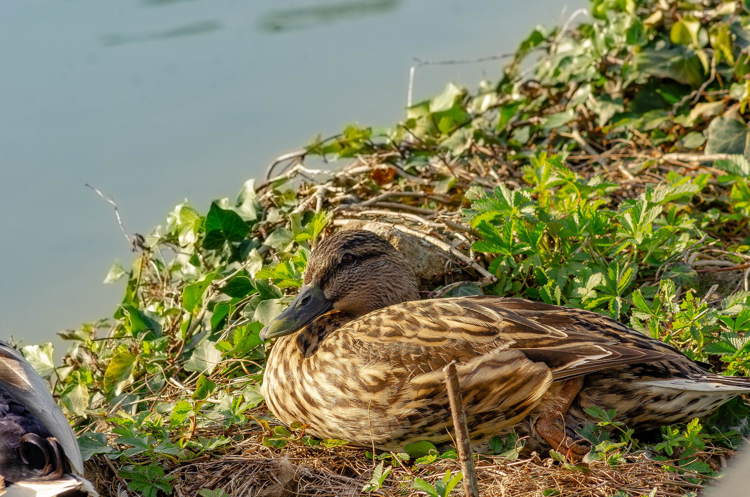Germano reale al laghetto di Villa Ada (Roma)