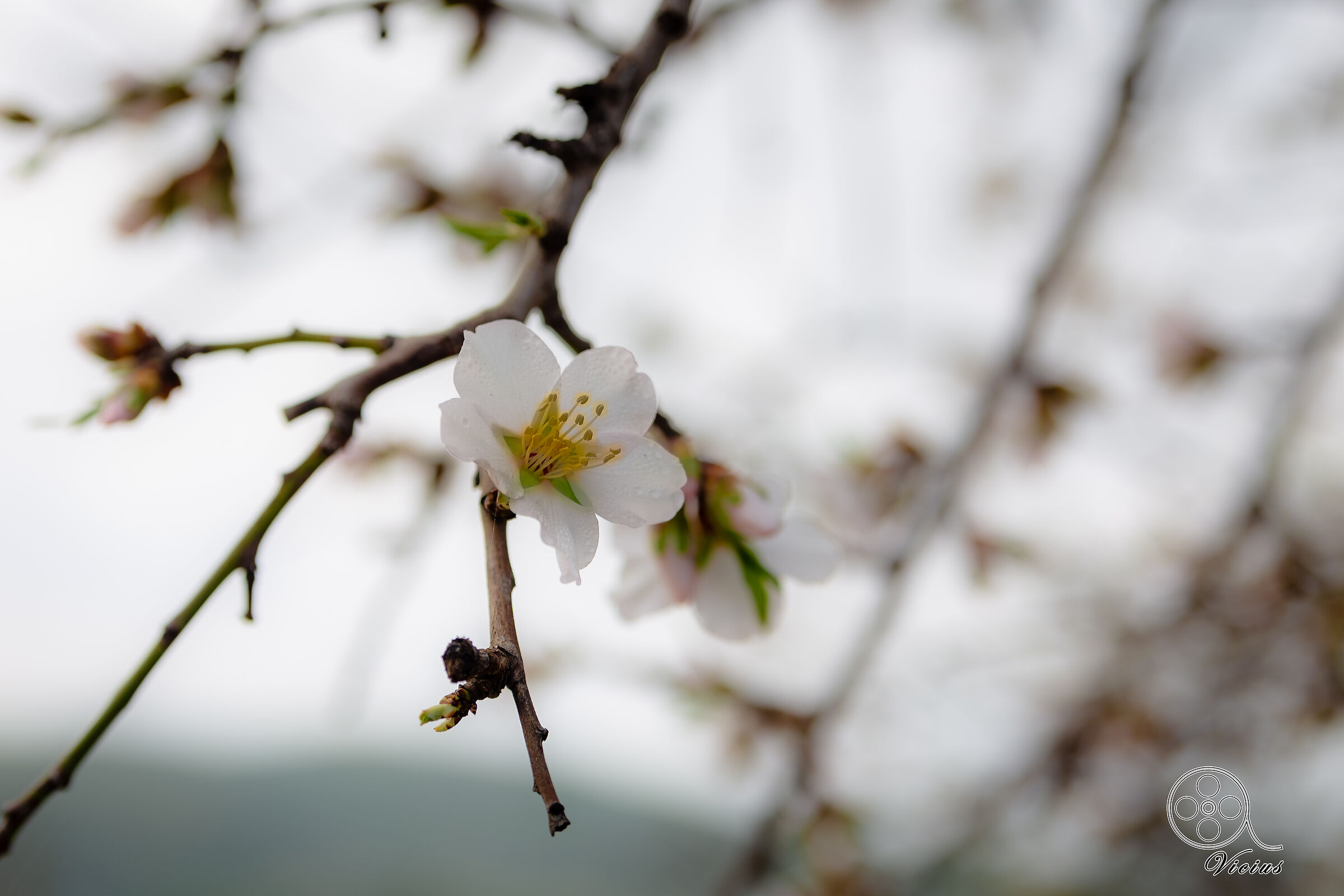 Il mandorlo in fiore