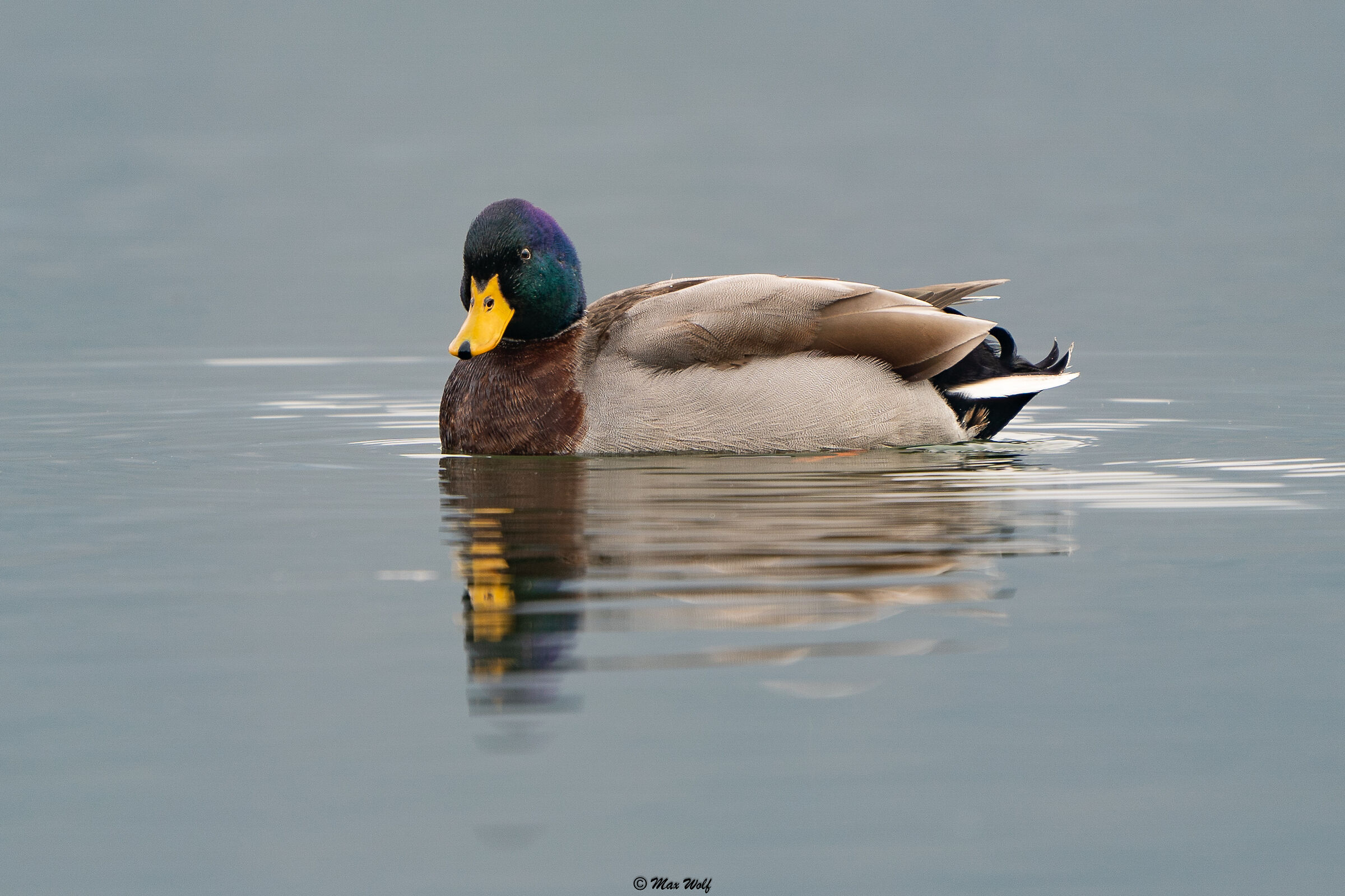 germano reale maschio