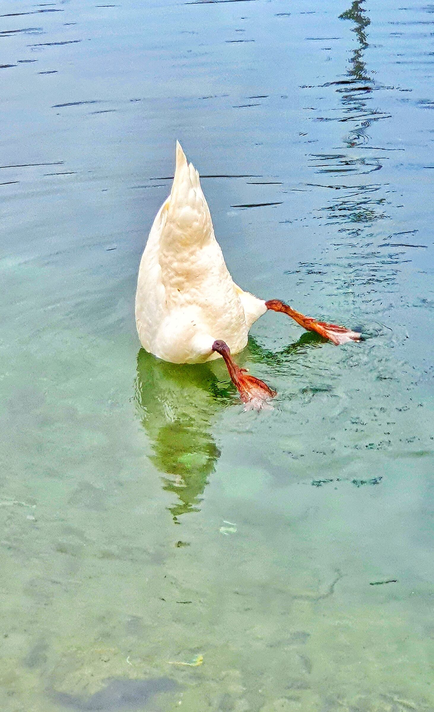 Riva del Garda