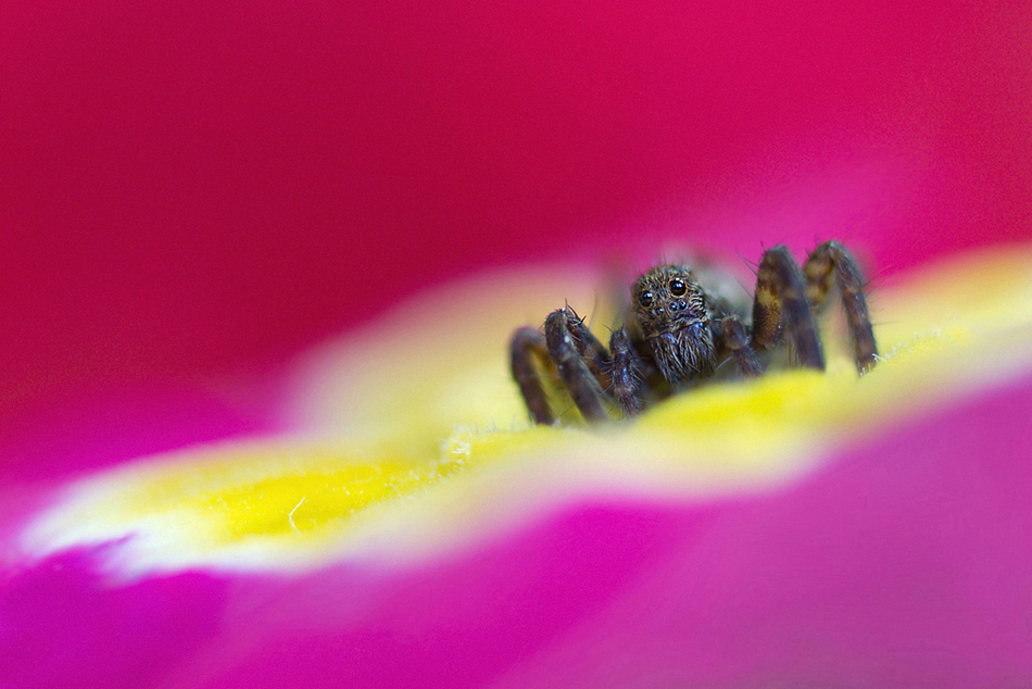 Ragno saltatore su Verbena