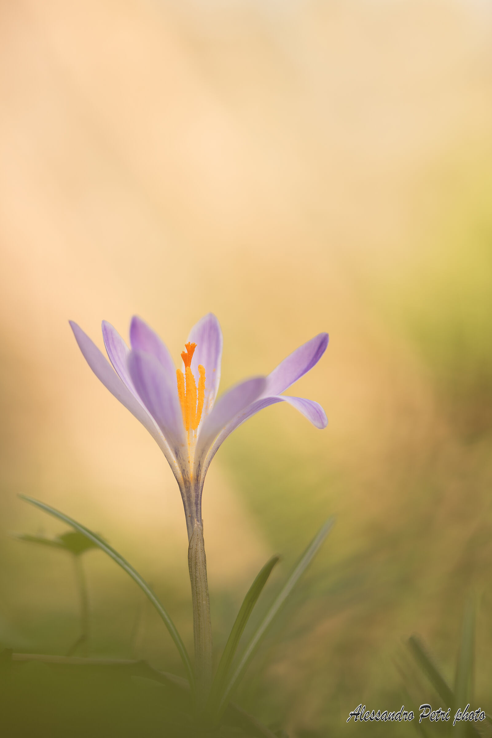 Il risveglio del crocus