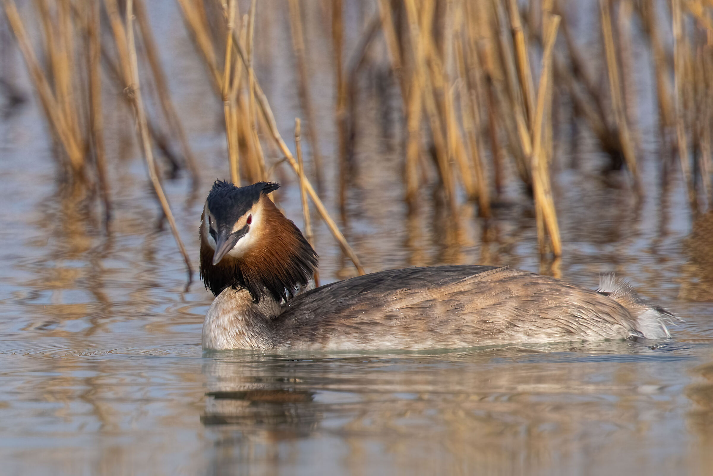 Svasso maggiore in abito nuziale