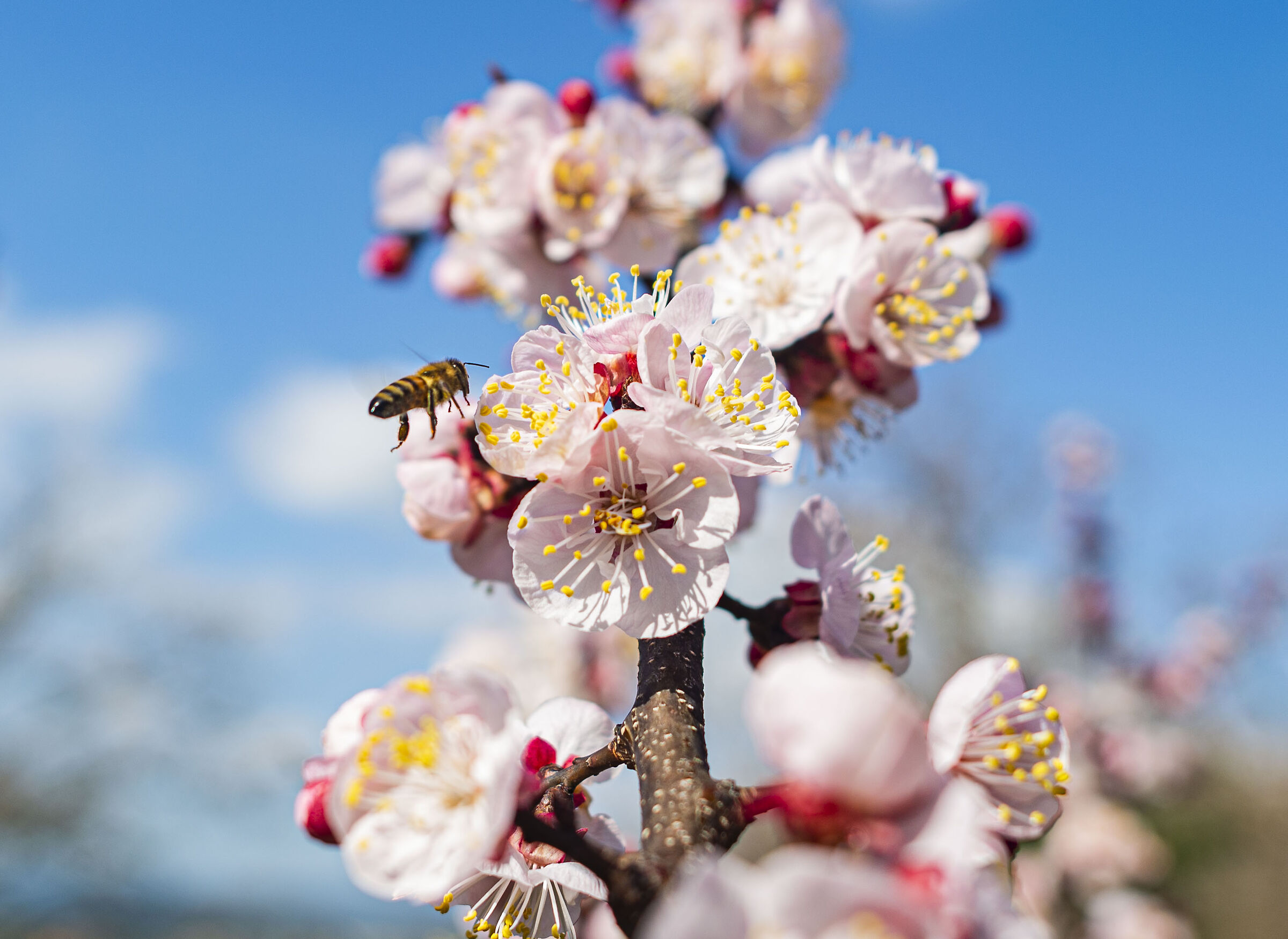 attack on the first flowers