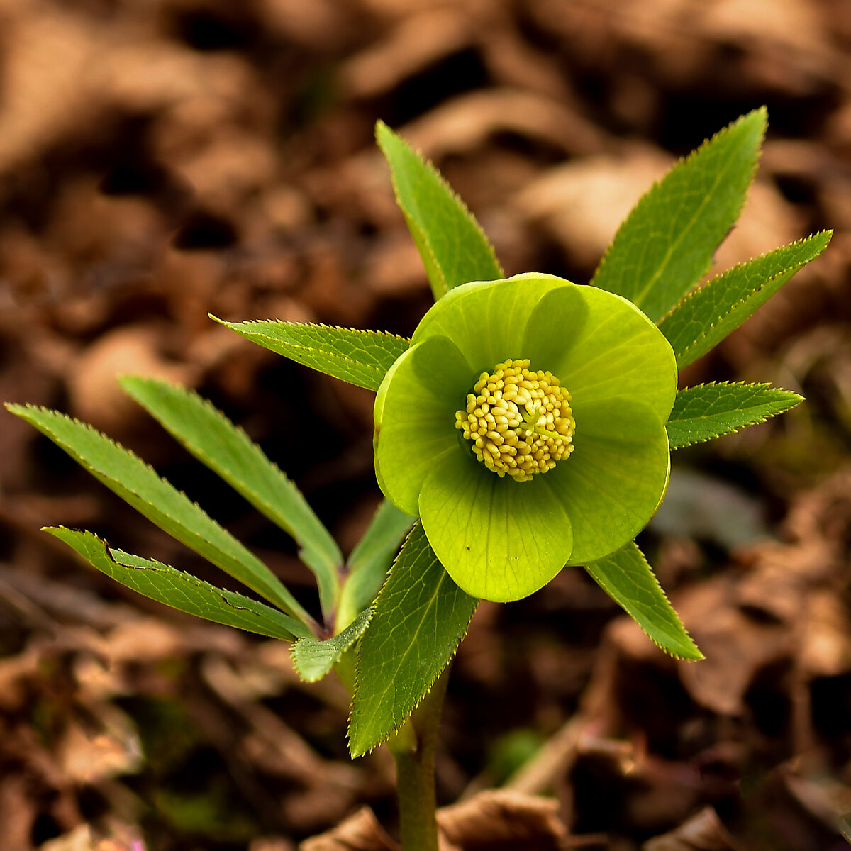 Hellebore