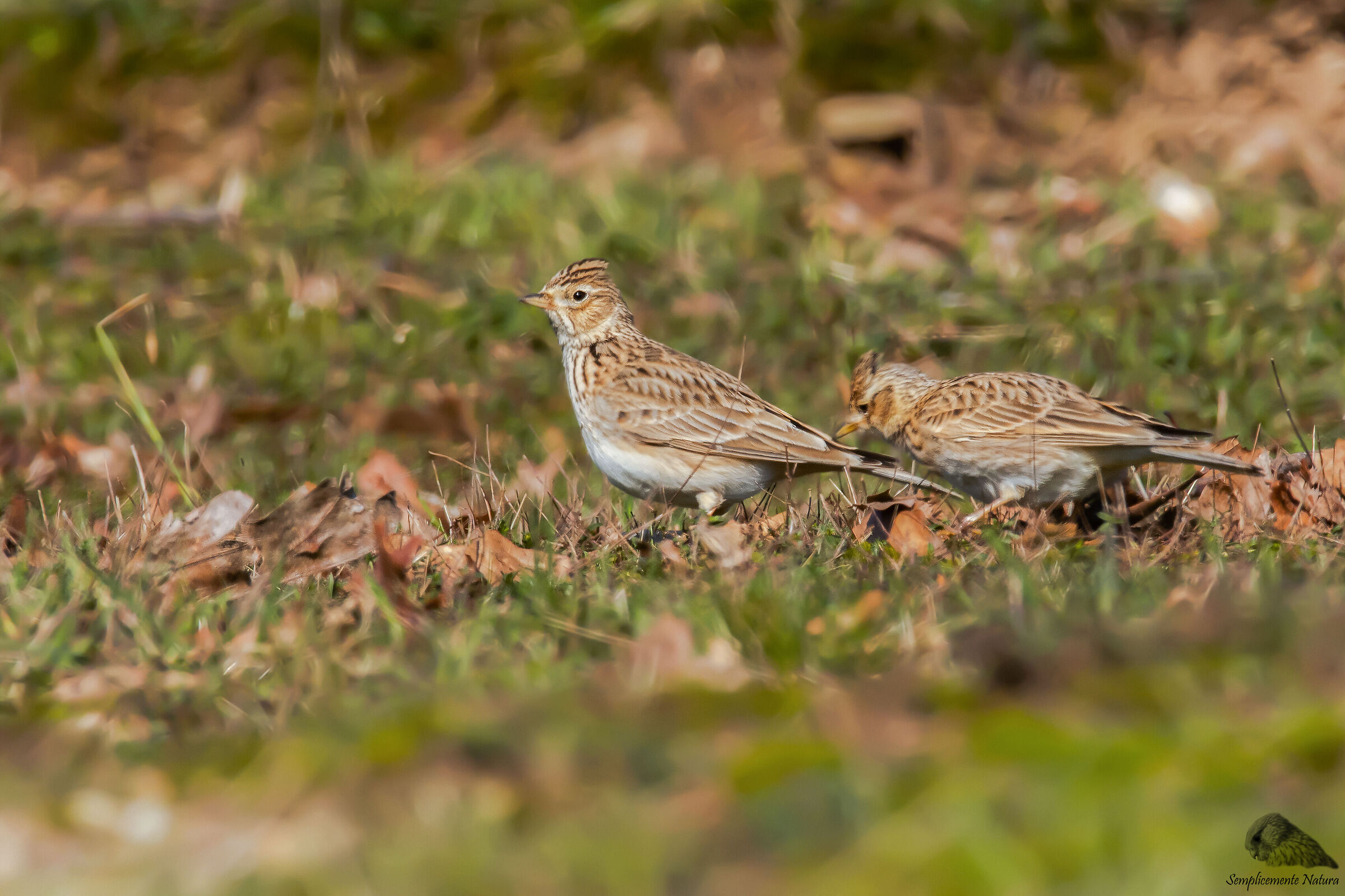 Ark (Alauda arvensis)