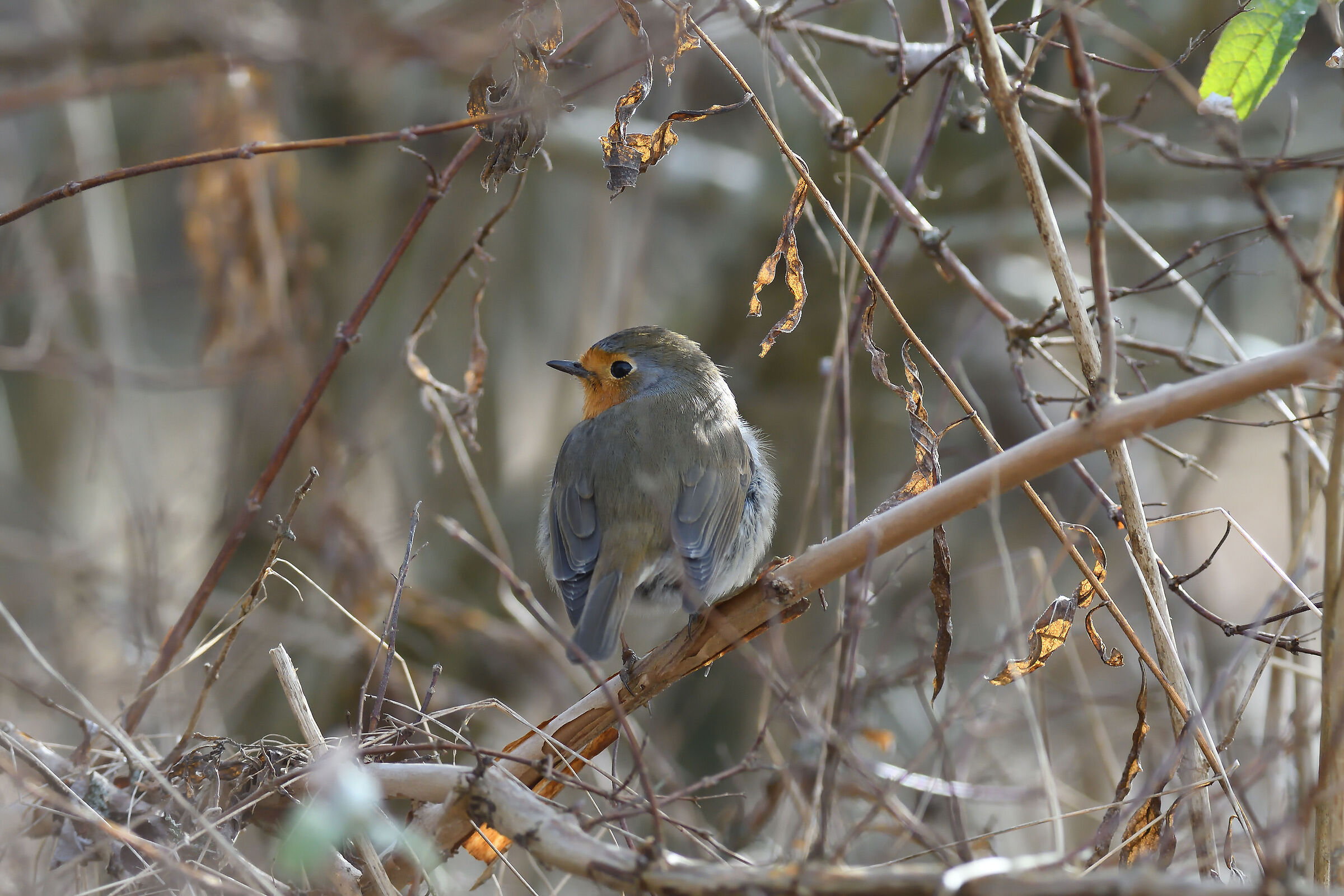 Robin