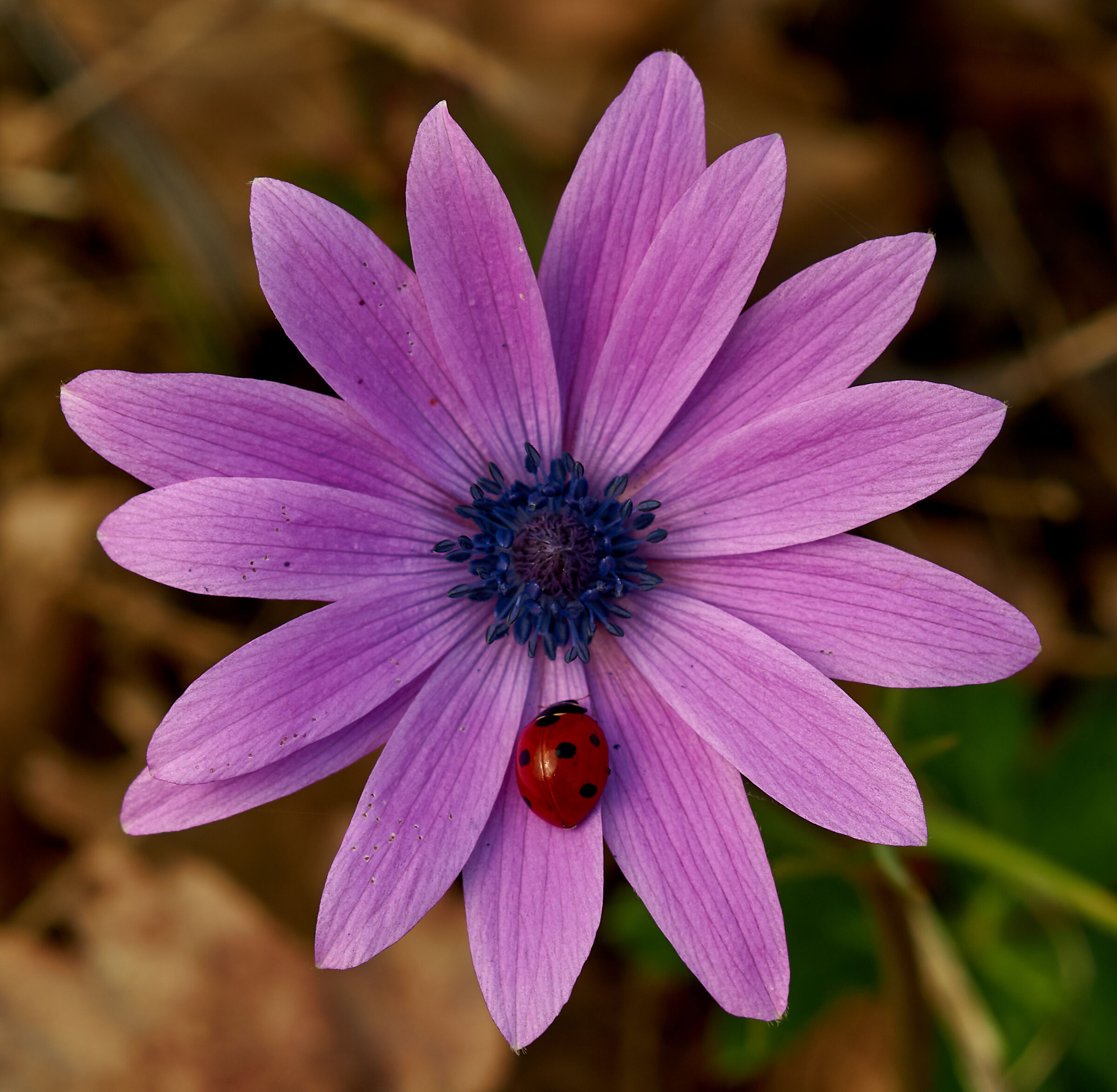 Porterà fortuna?.....