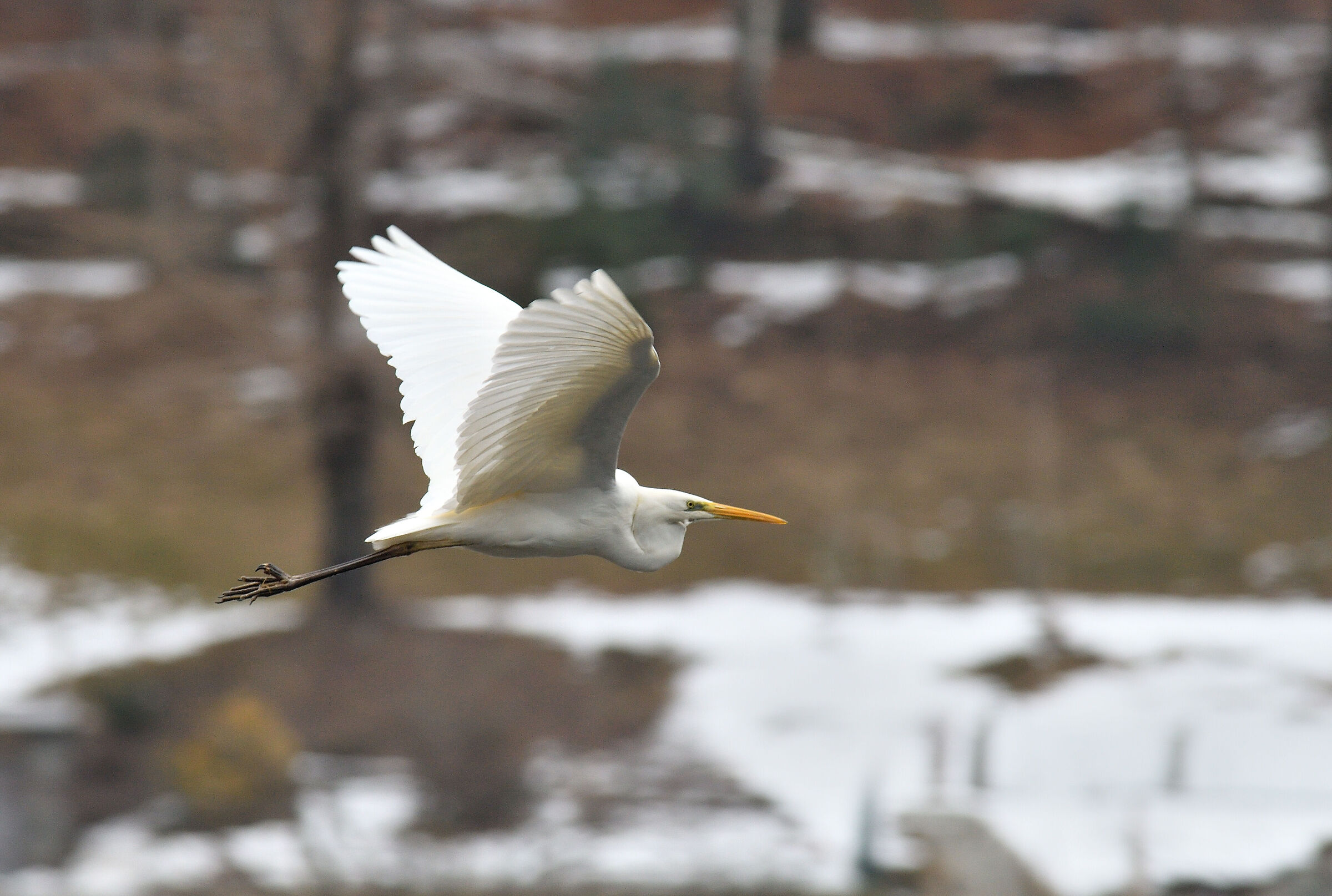 Heron