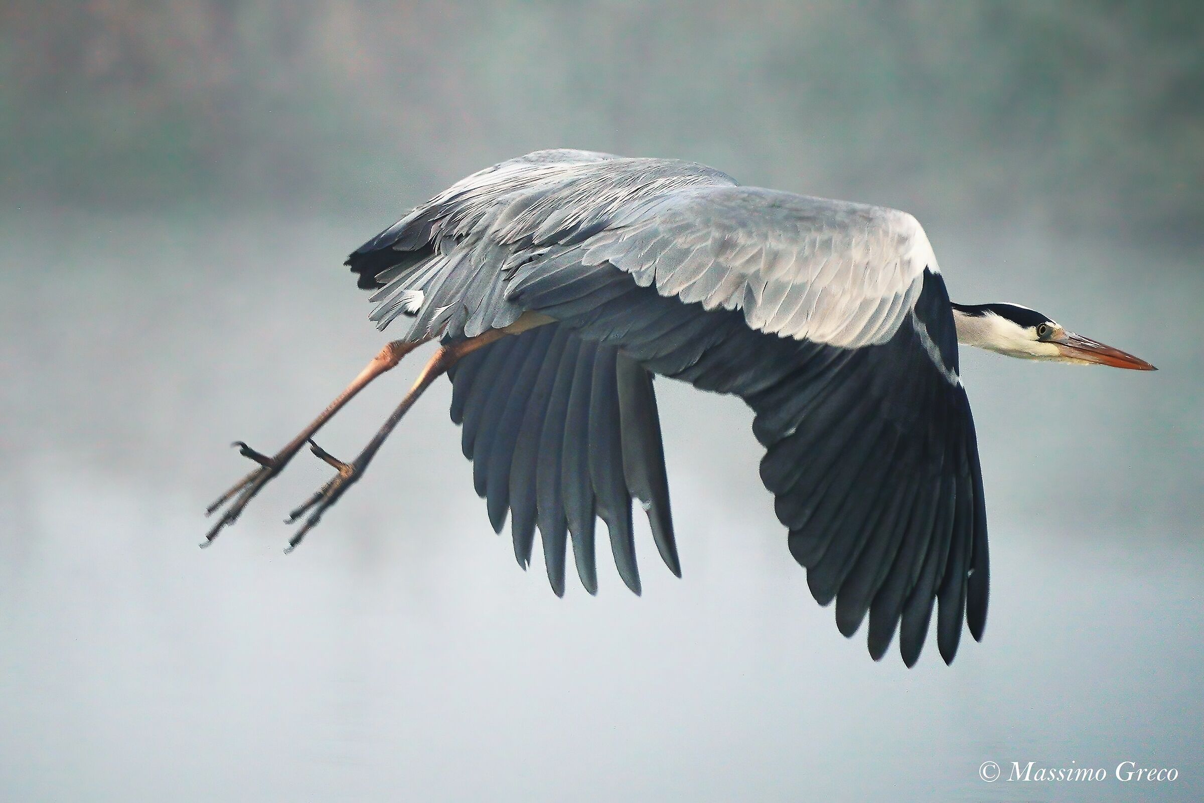 Gray heron