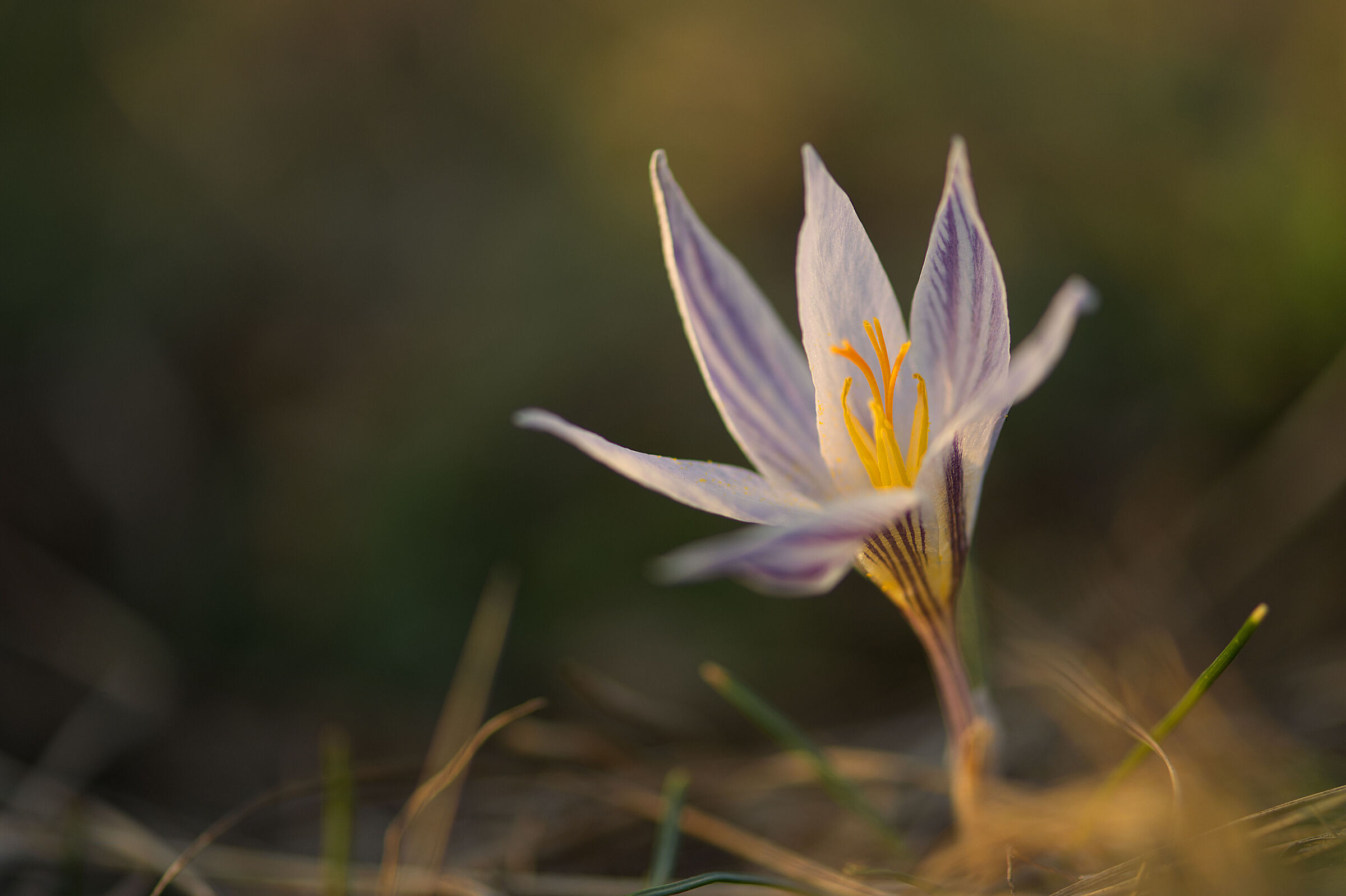 Crocus at sunset