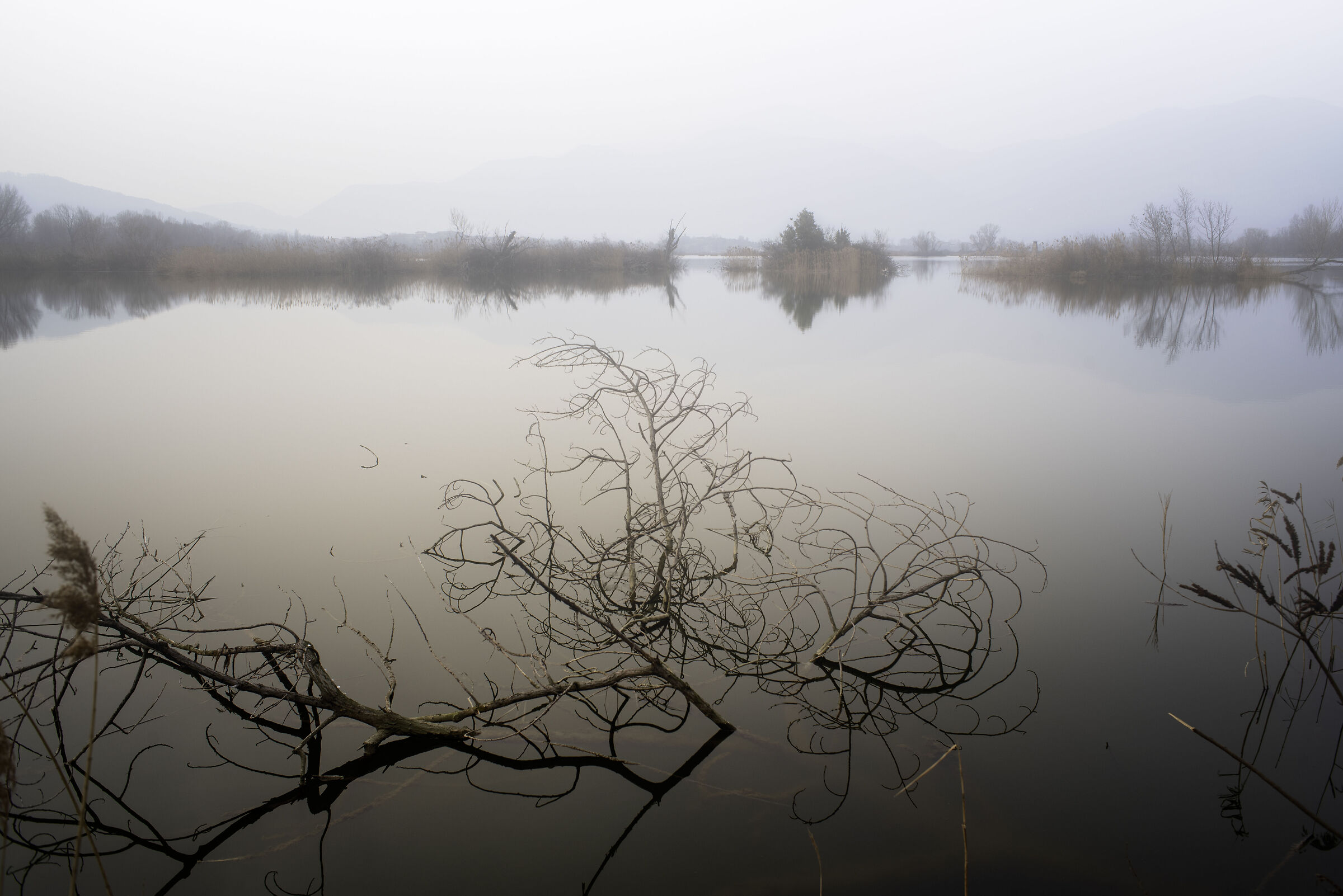 una giornata di nebbia alle torbiere di Iseo