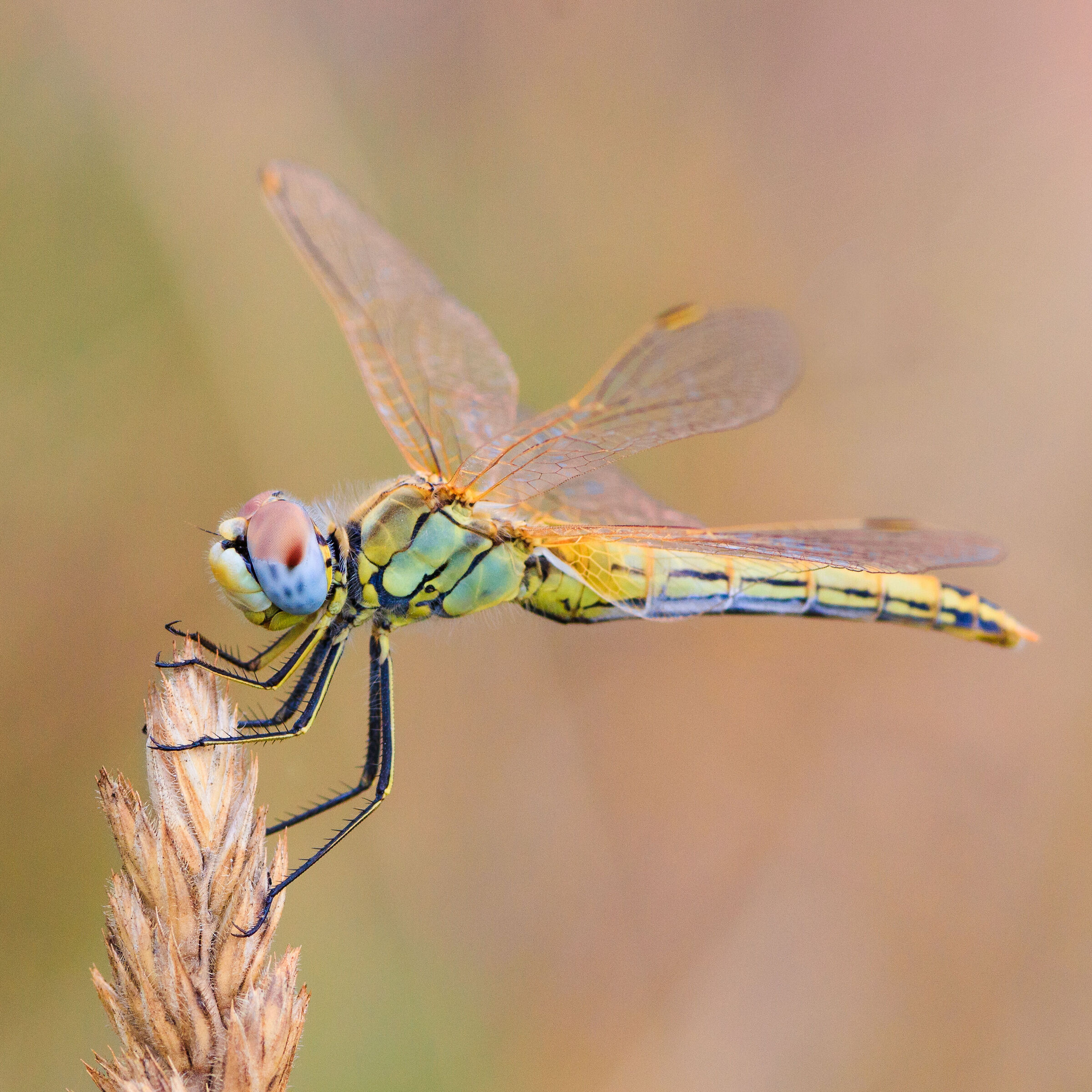 Il sorriso della libellula