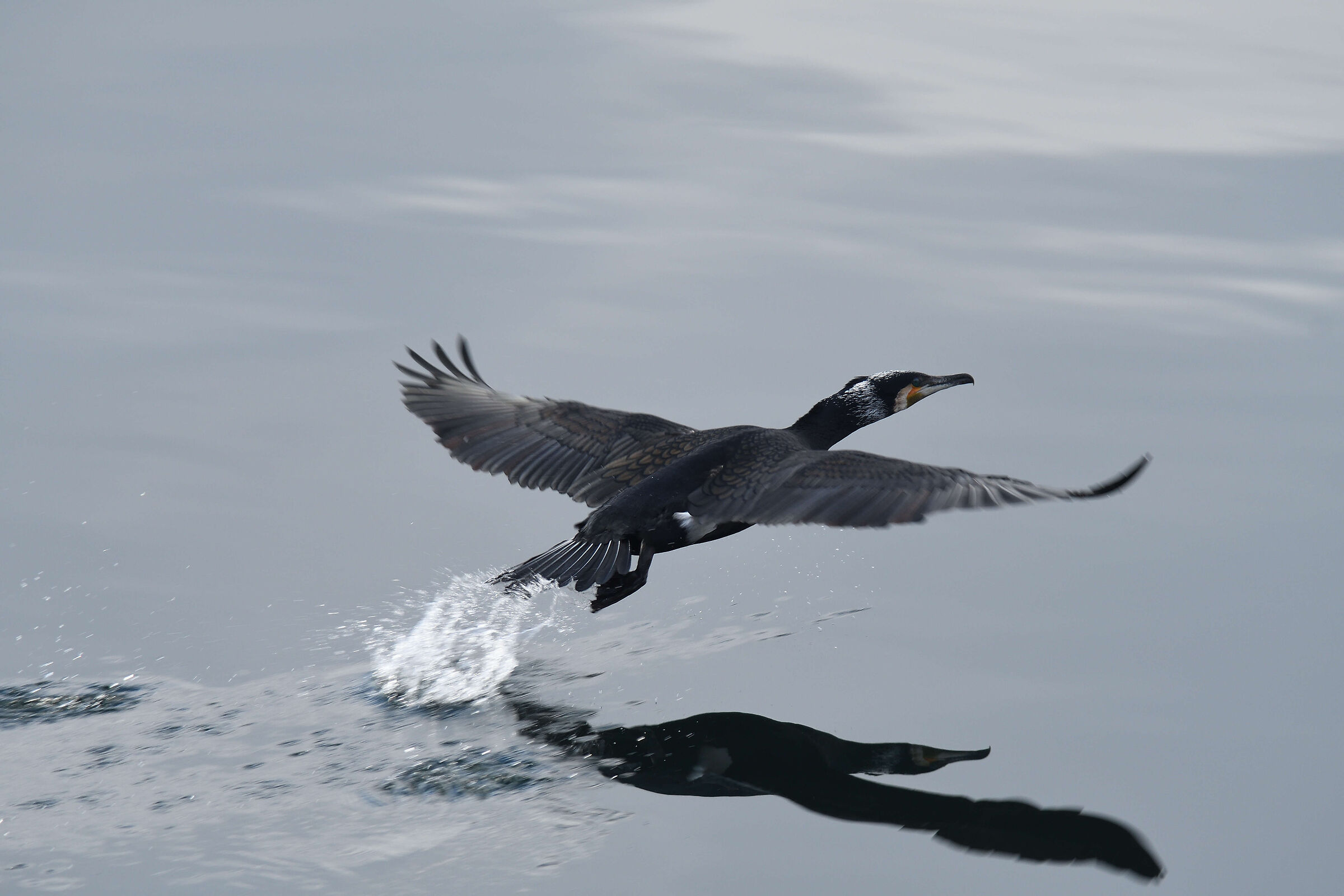 Cormorant
