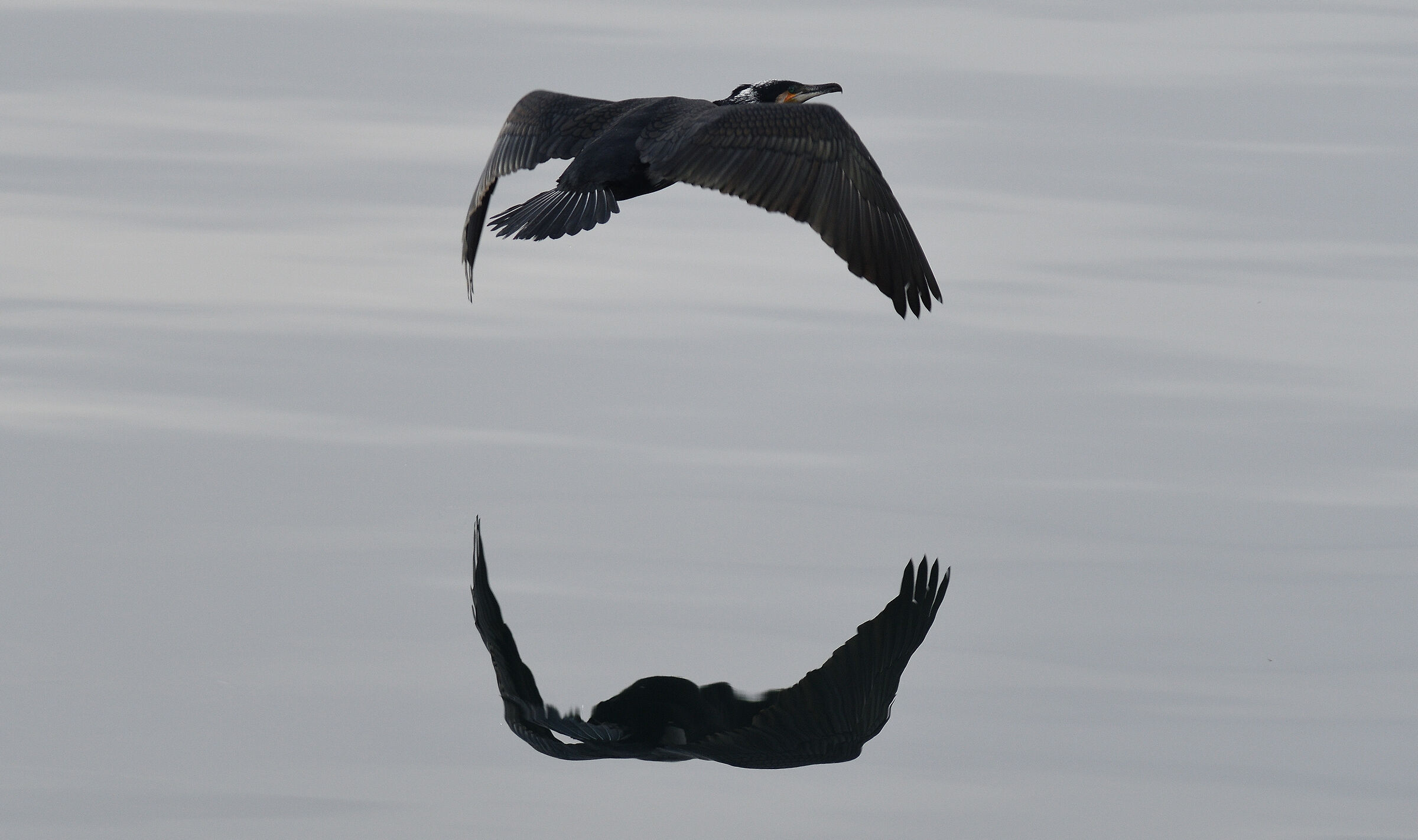 Cormorant