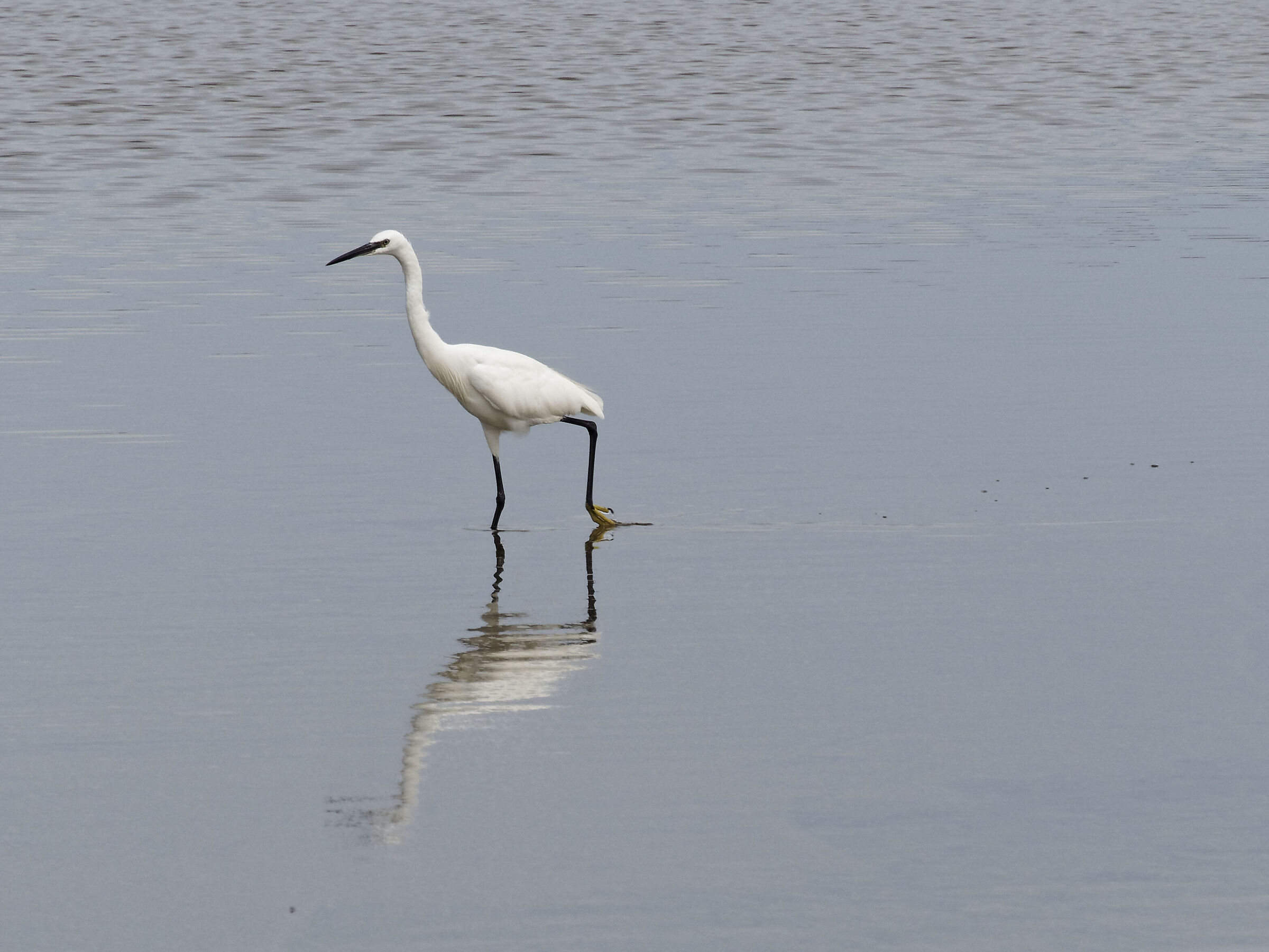Greater white heron