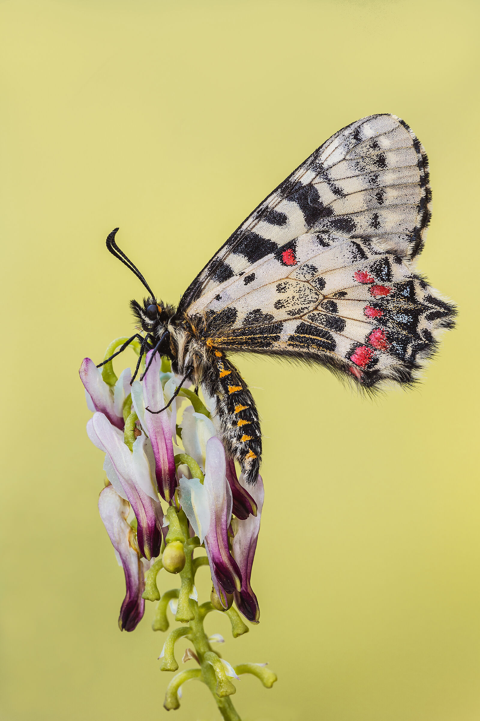 Zerynthia Municipality