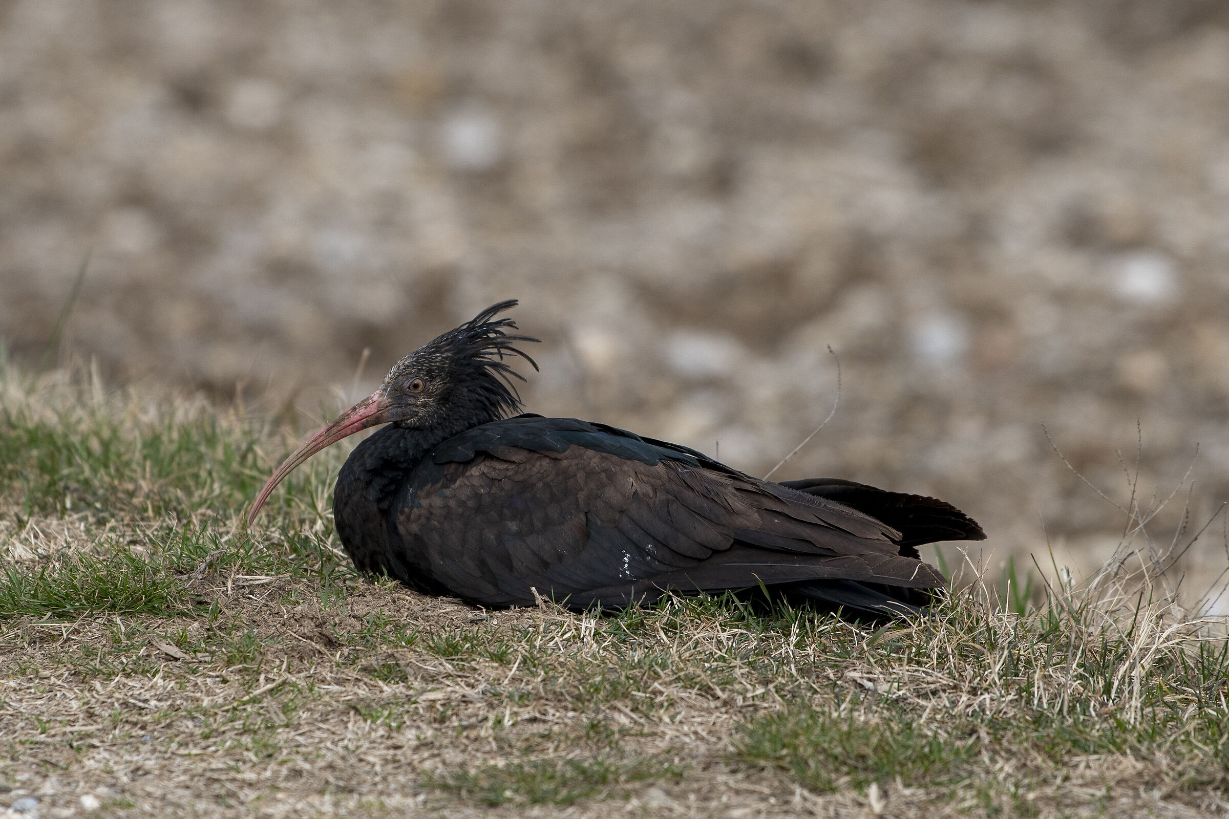 Ibis Eremita in riposo
