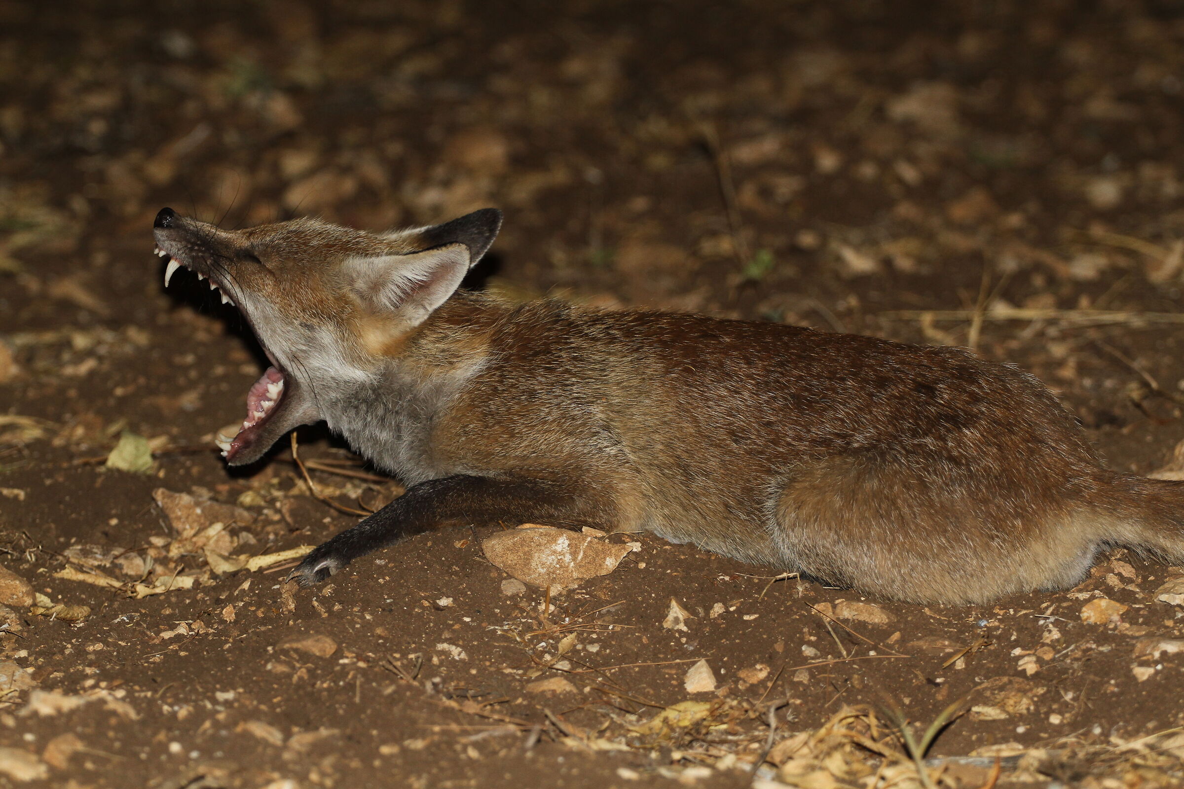The Yawning of the Fox