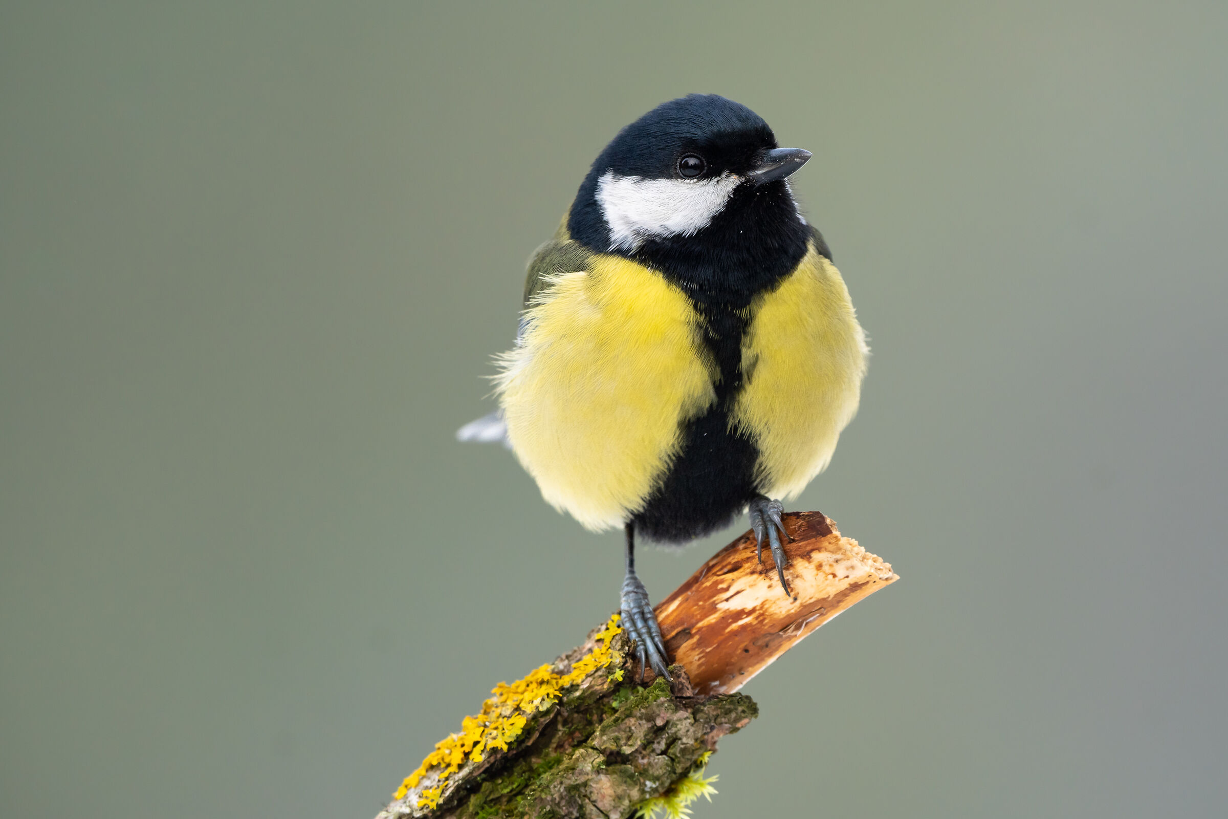 Great tit (Parus major)