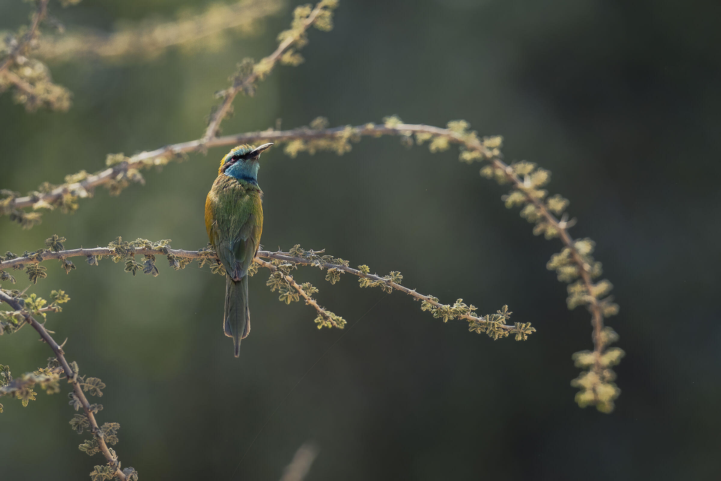 Green Bee Eater