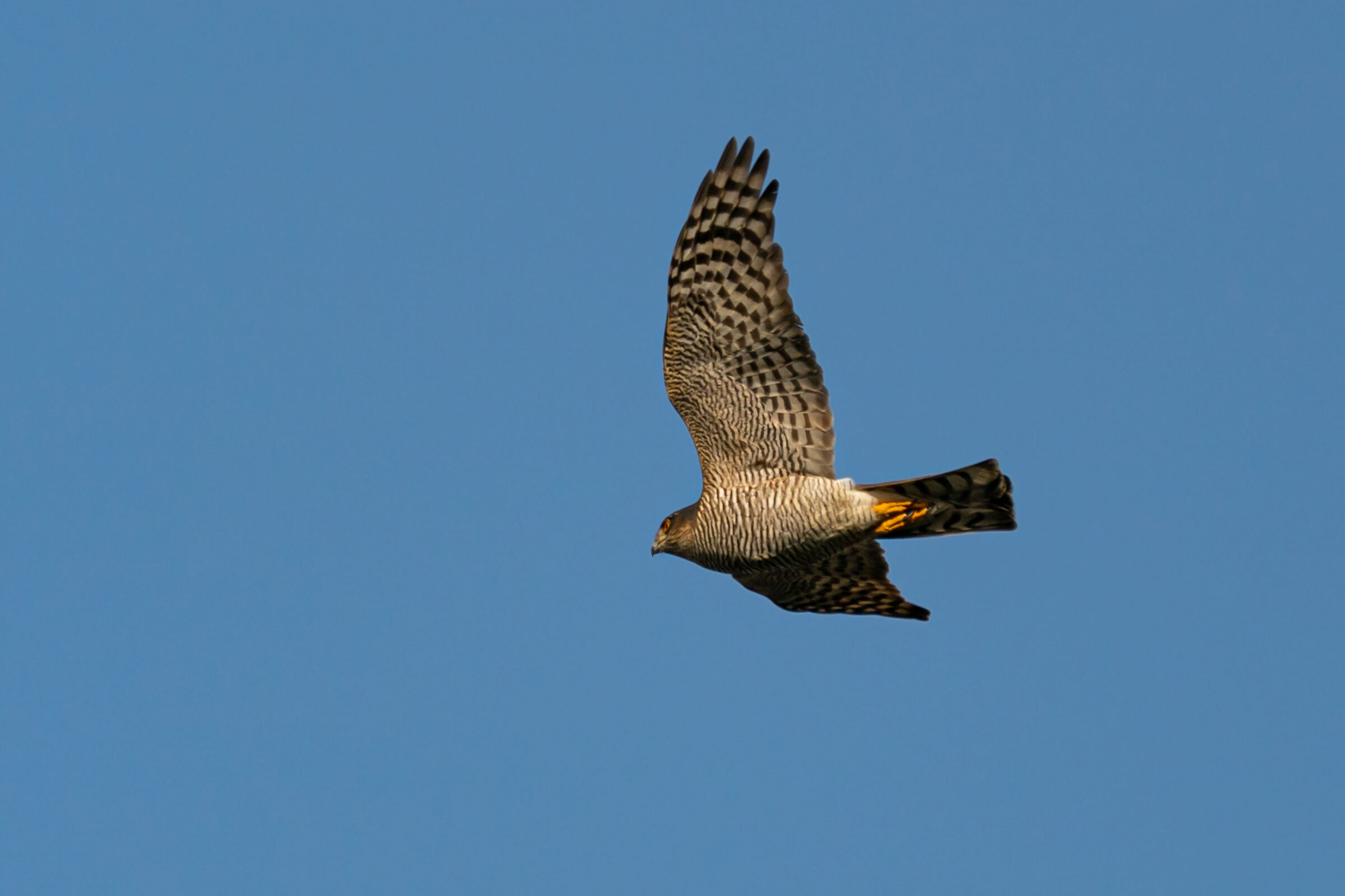 Sparviero