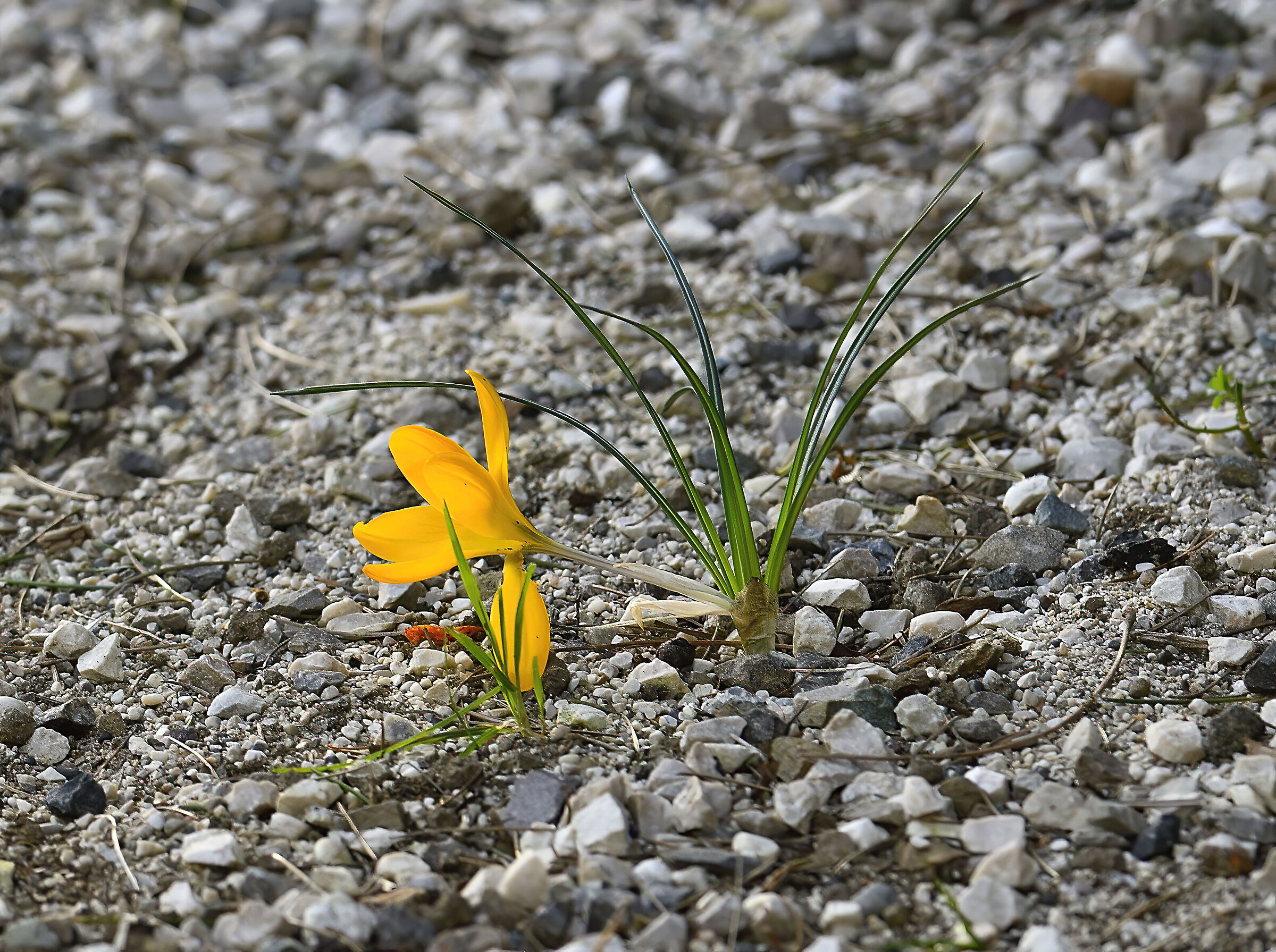 La primavera è vicina ...