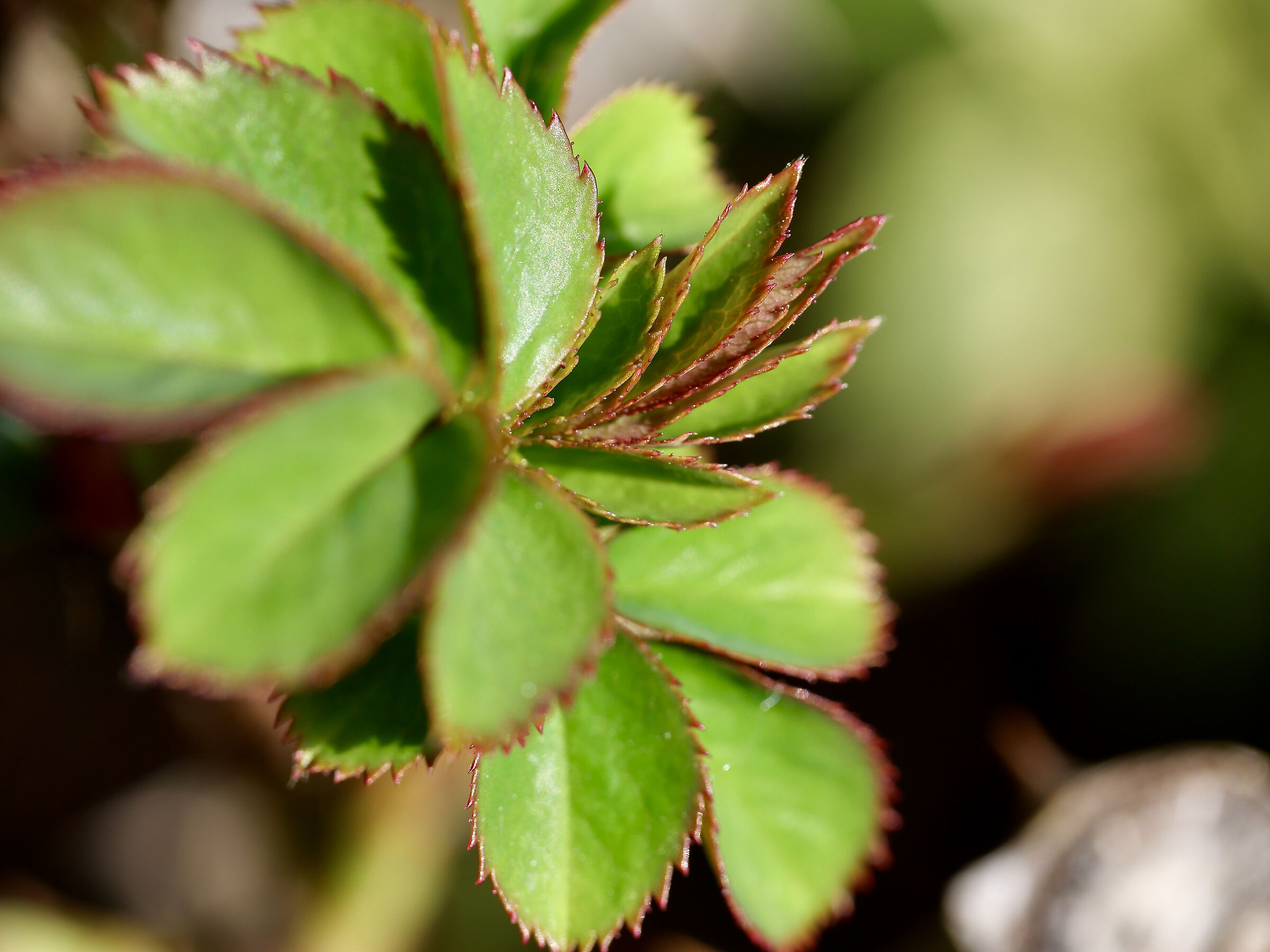 Esperimento con nuovo macro