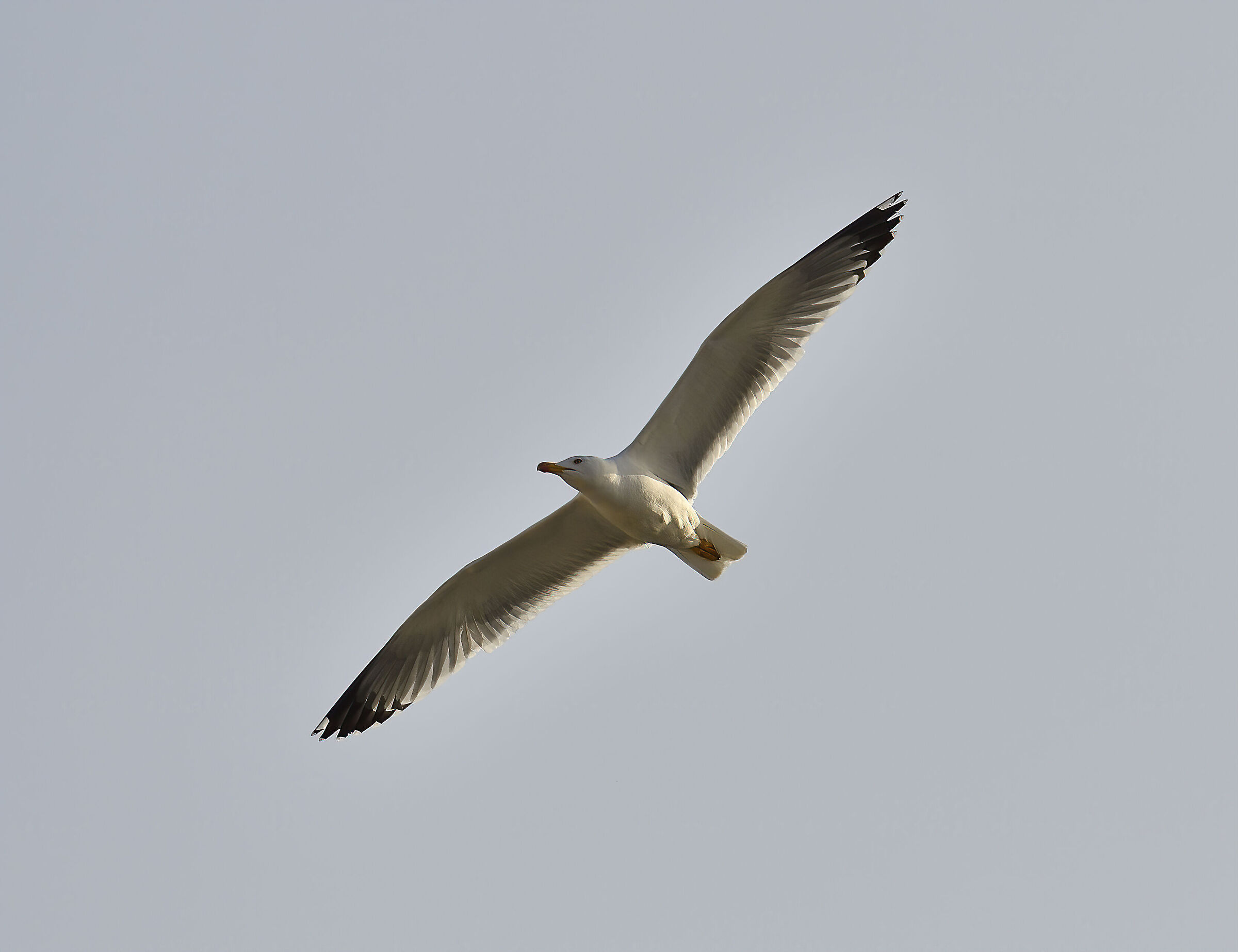 Still him with wings unfolded....