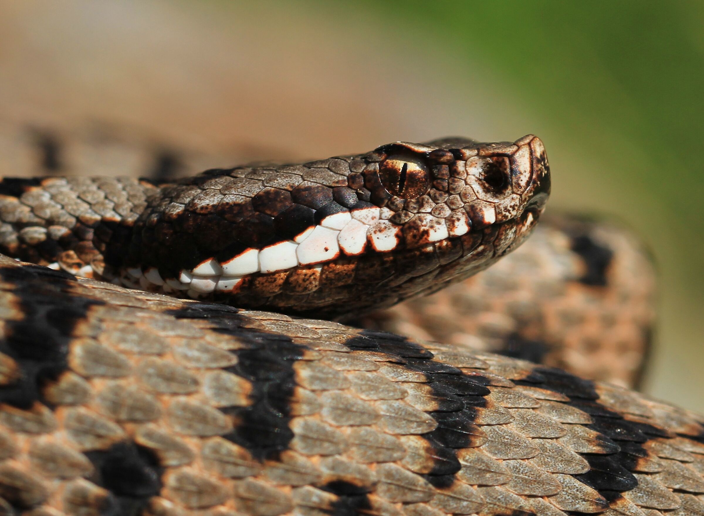 Vipera aspis aspis francisciredi, maschio