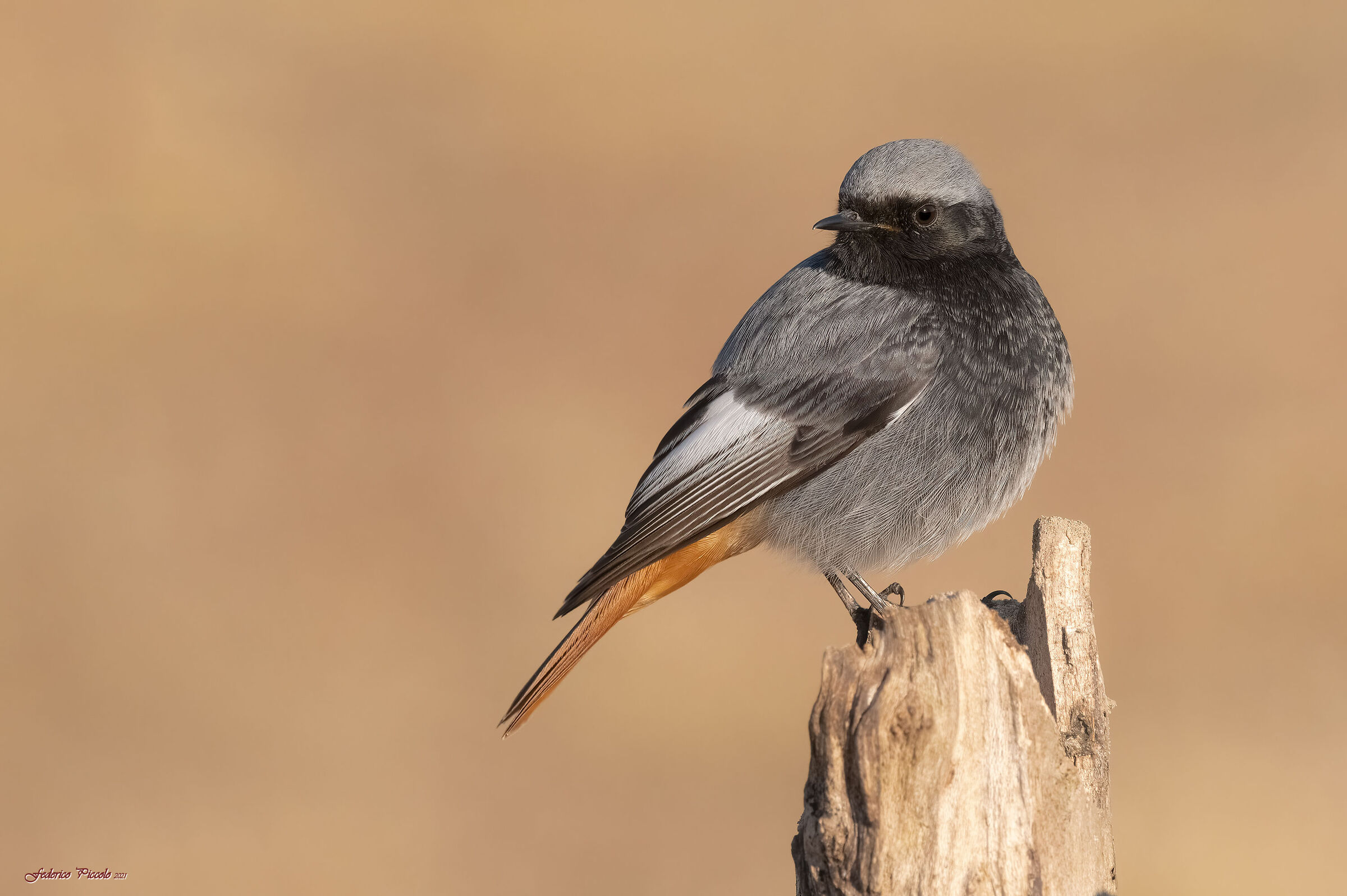 Codirosso spazzacamino