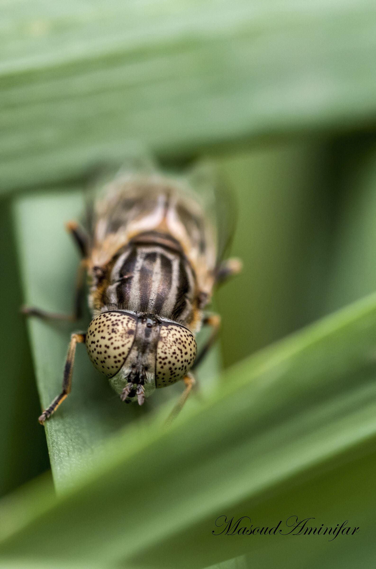 Fly