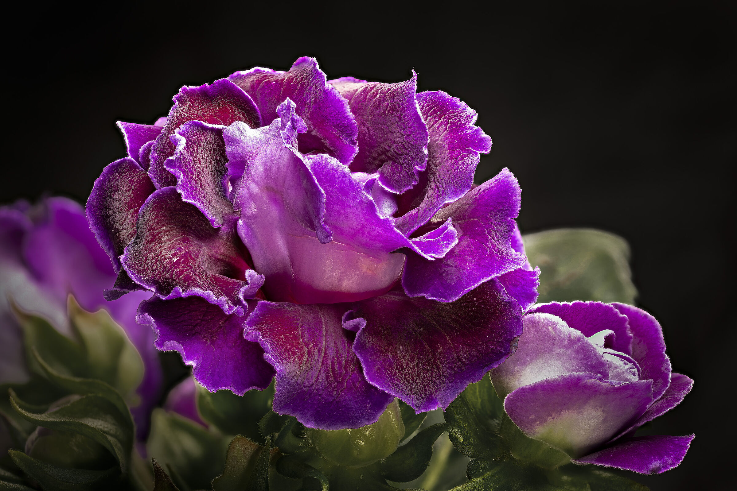 Gloxinia
