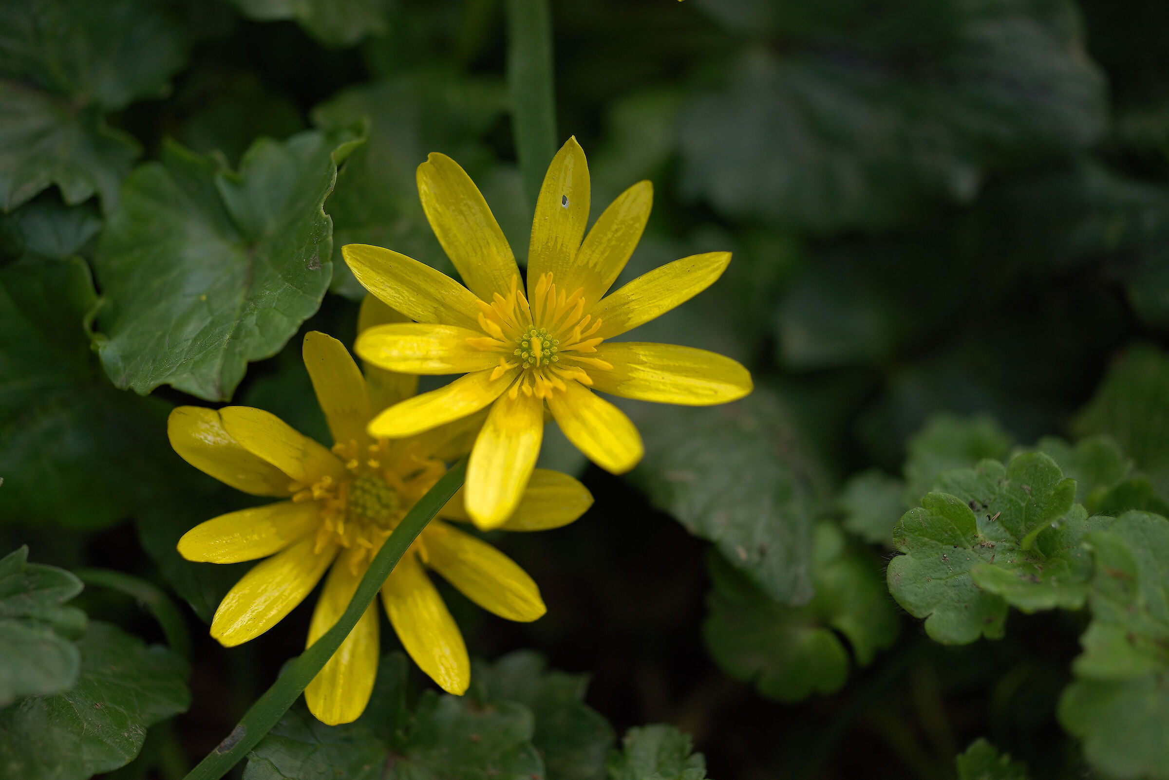 Bean Buttercup (Ficaria verna)
