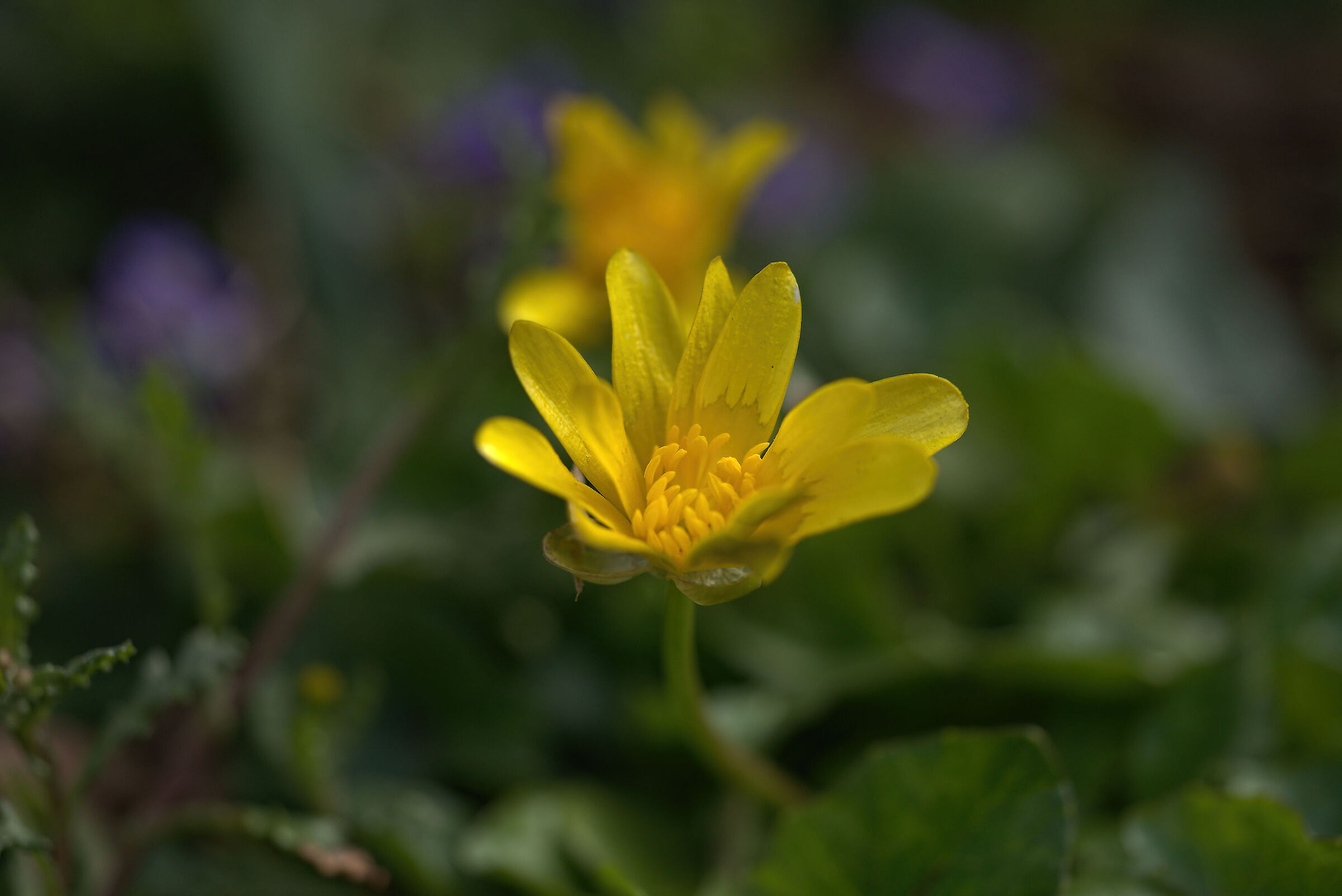 Bean Buttercup (Ficaria verna)
