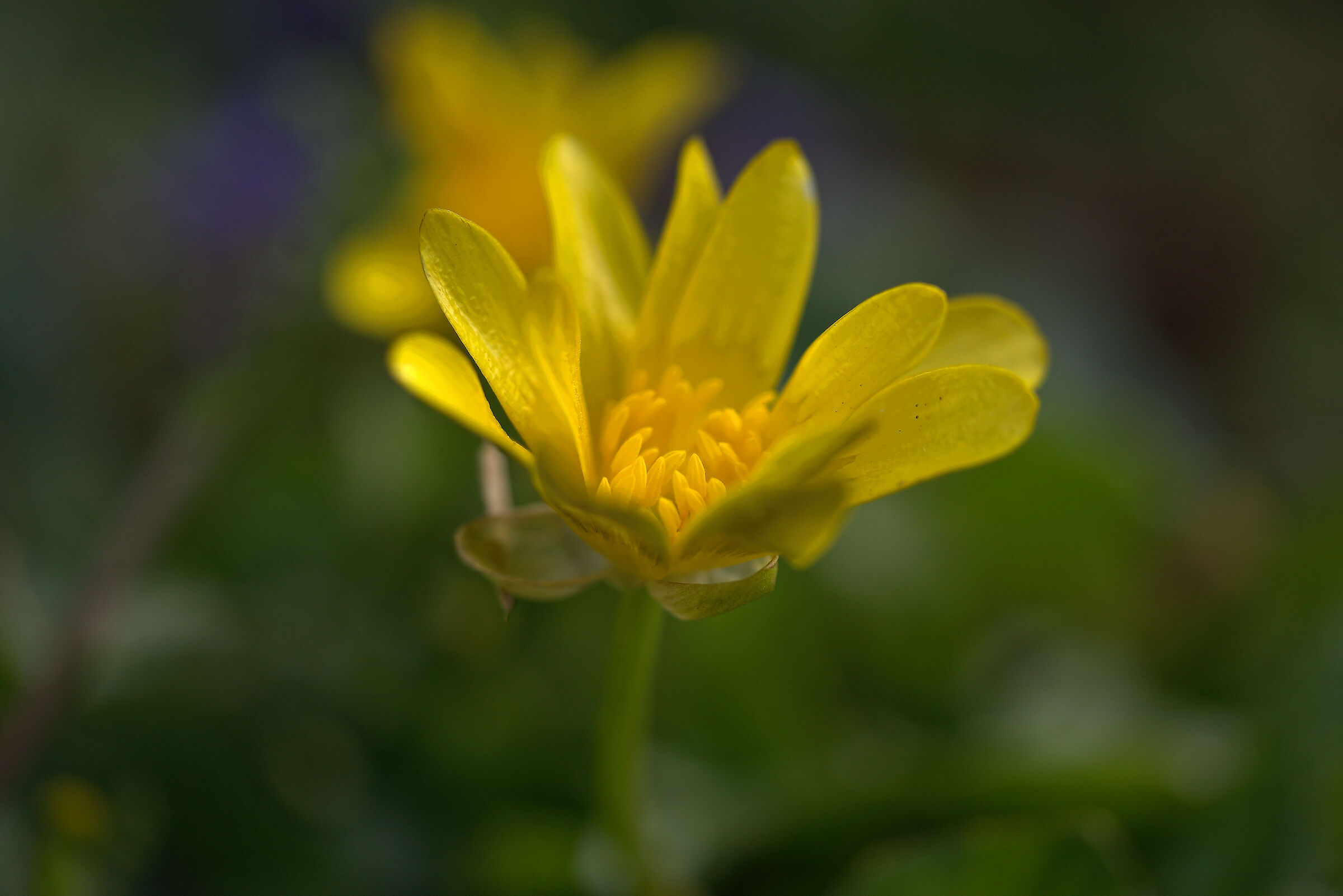 Bean Buttercup (Ficaria verna)