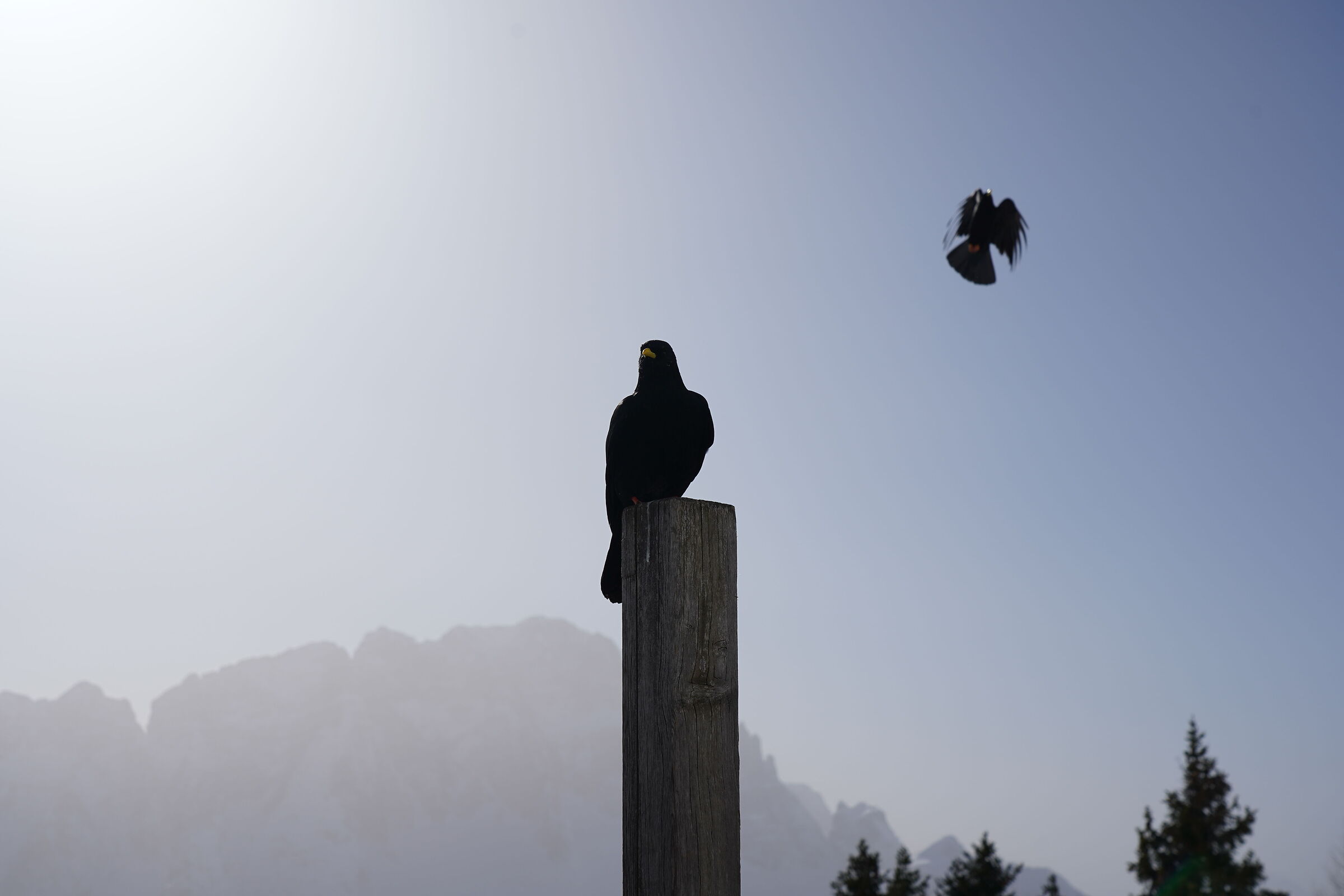 In compagnia 2