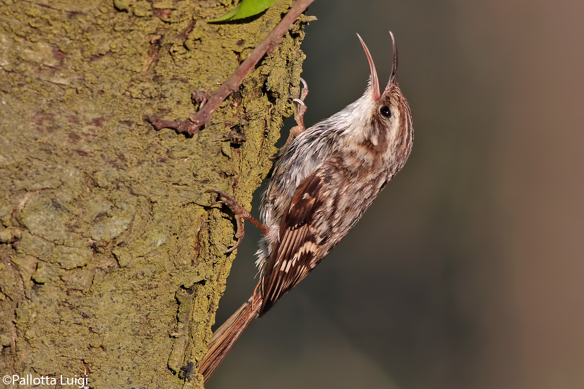 Rampichino (Certhia brachydactyla)