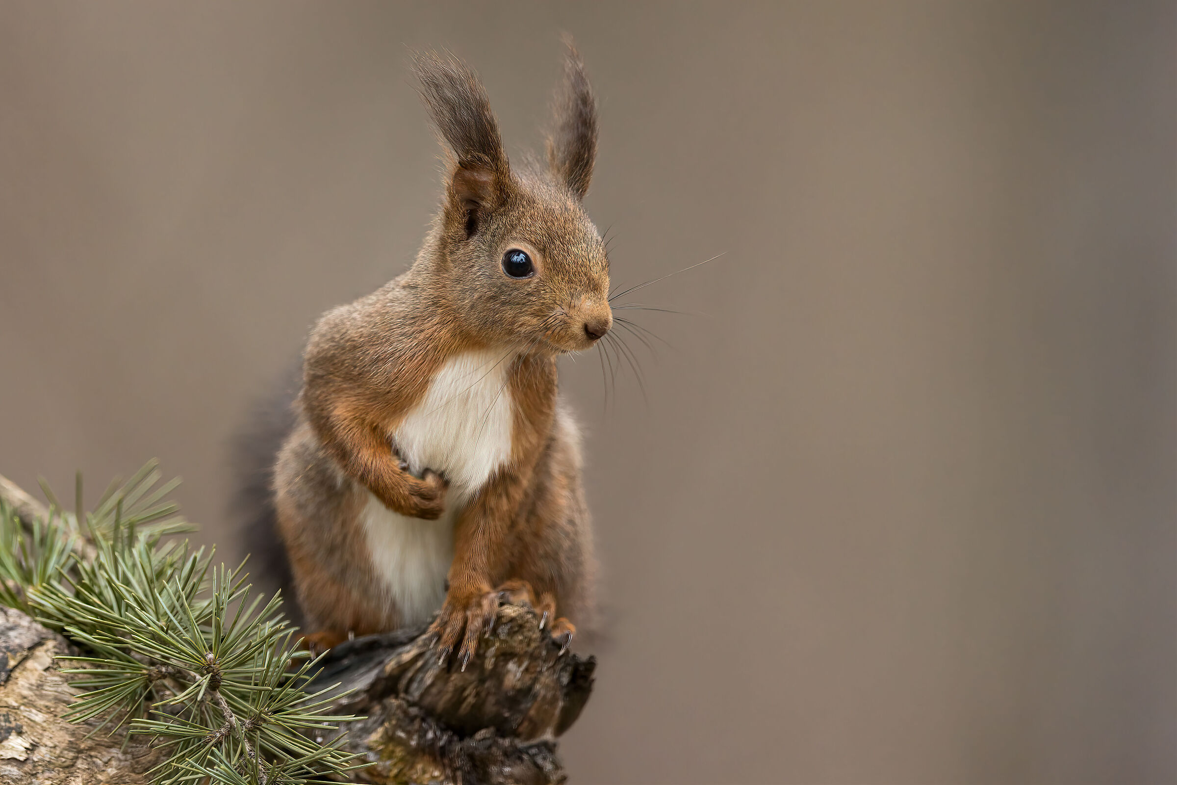 The little Elf in the enchanted woods...