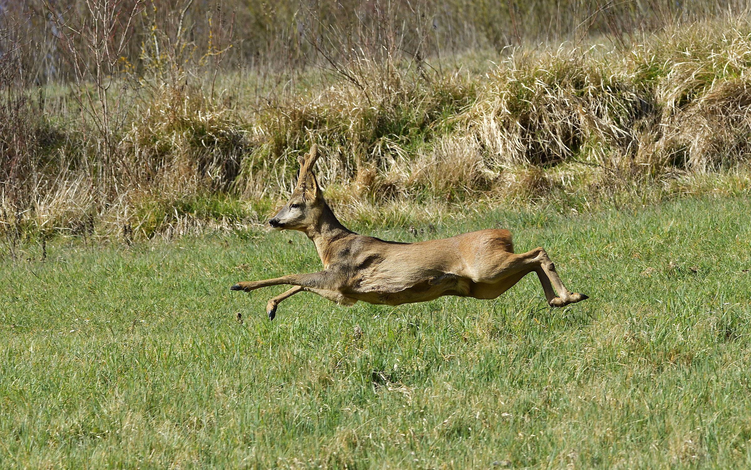 The Flying Roe deer
