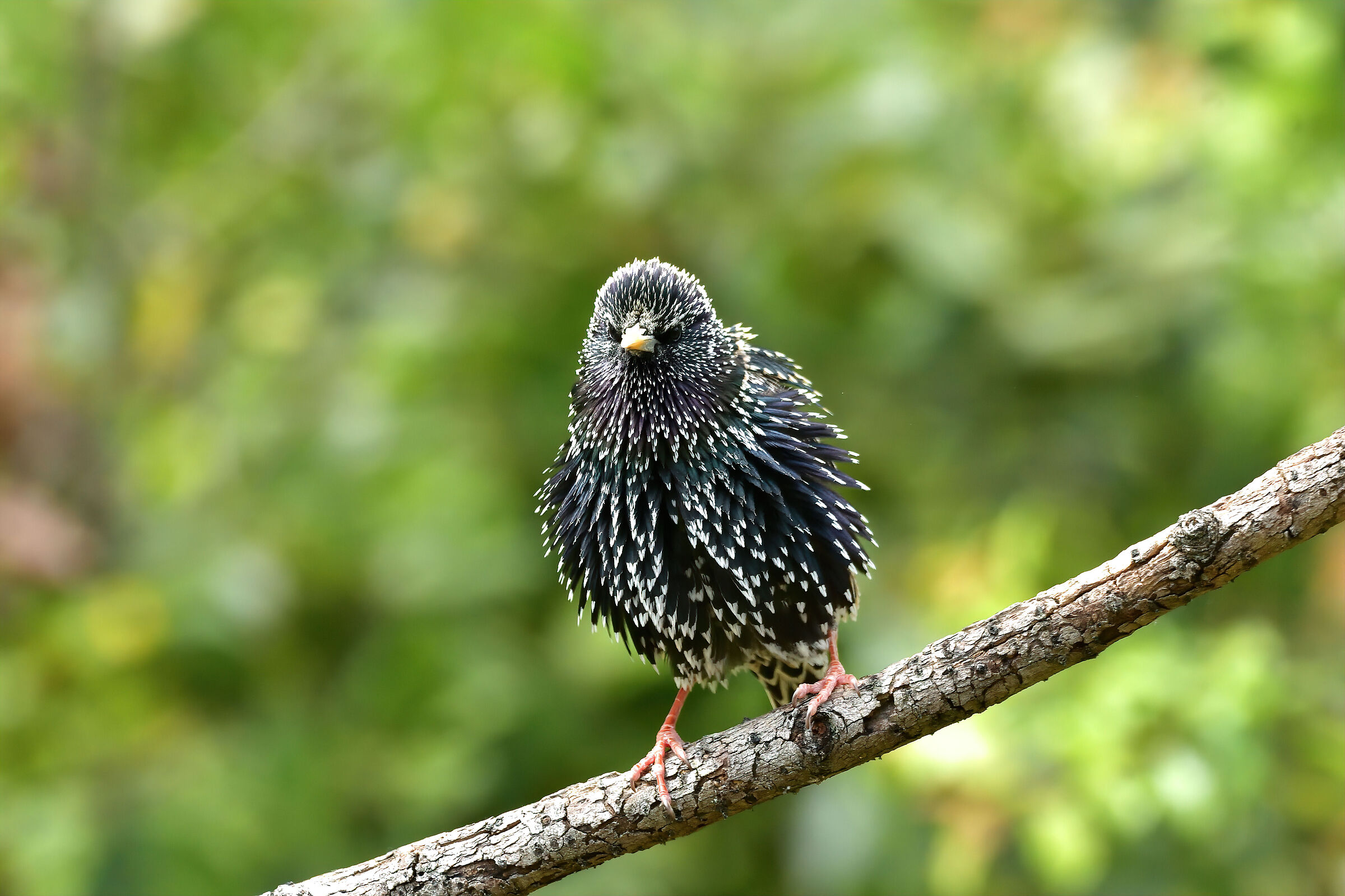 shaggy starling
