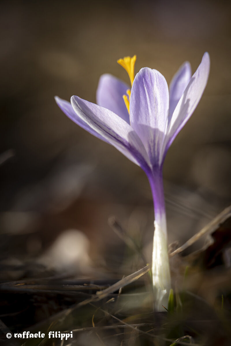 Crocus