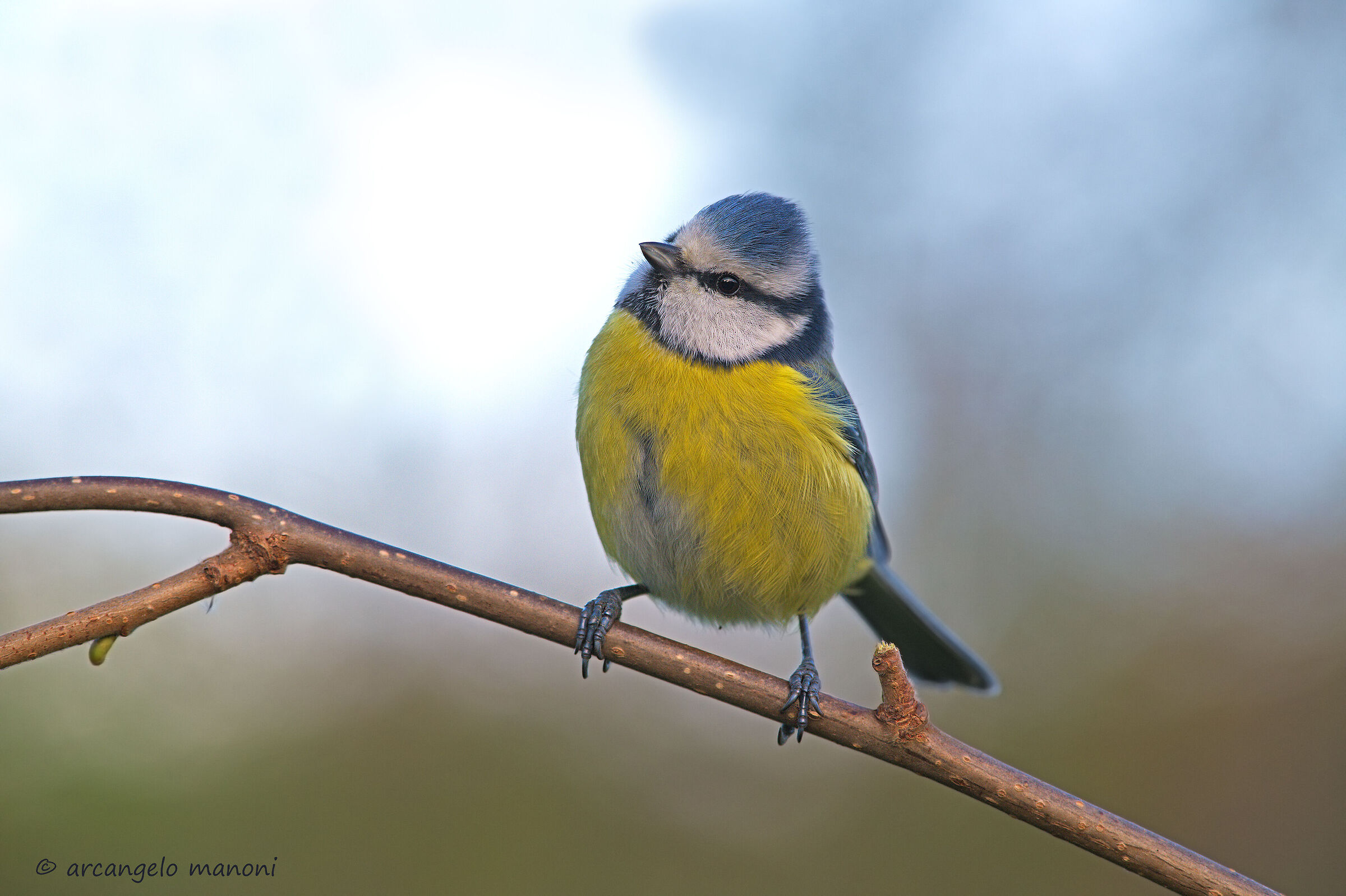 Si apre uno spiraglio di sole sulla cinciarella