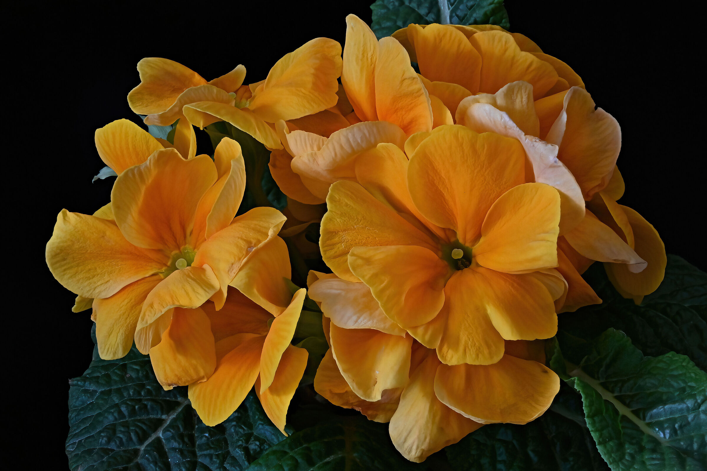 Primroses