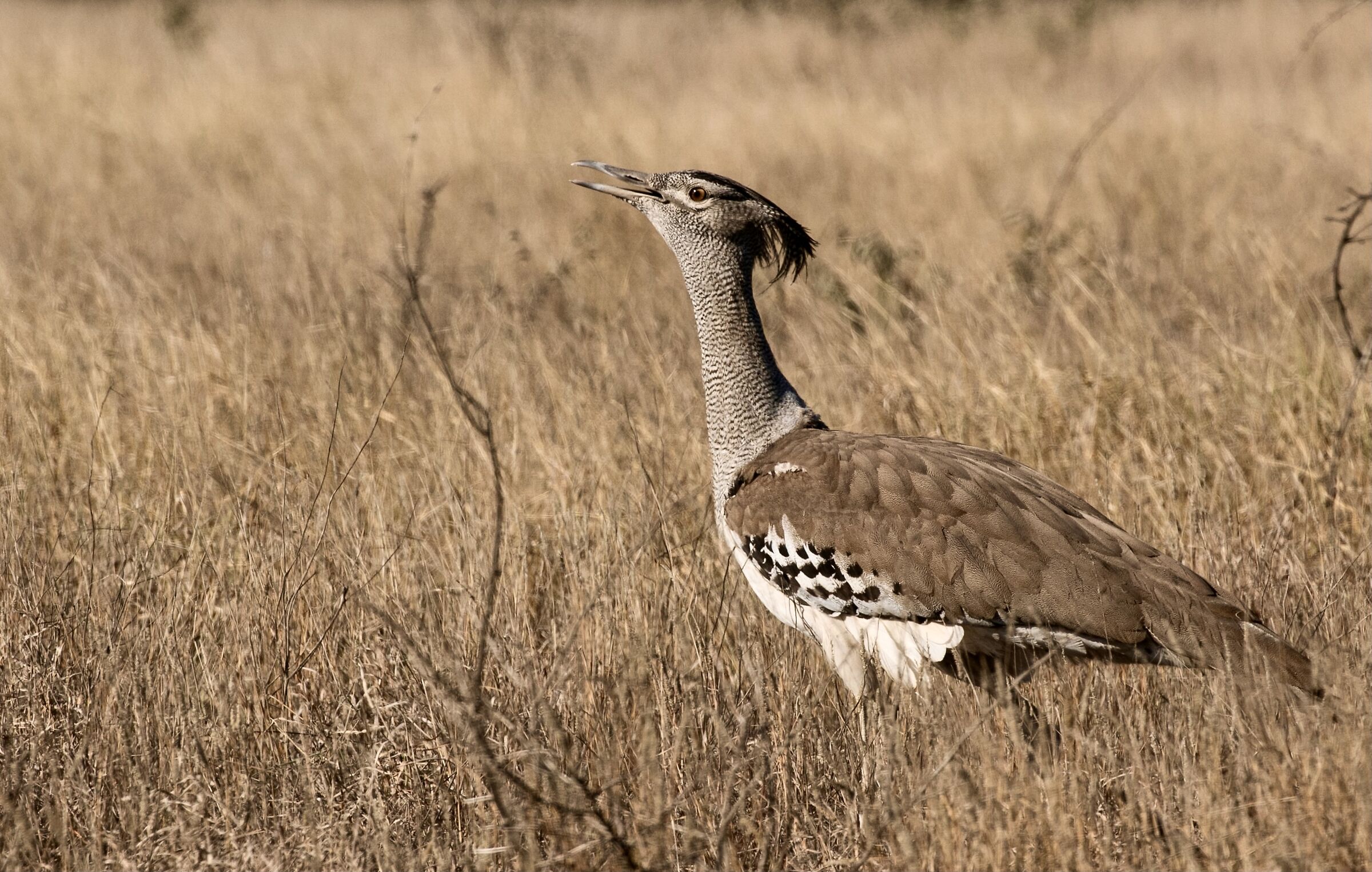 Kori  bustard - Otarda di Kori