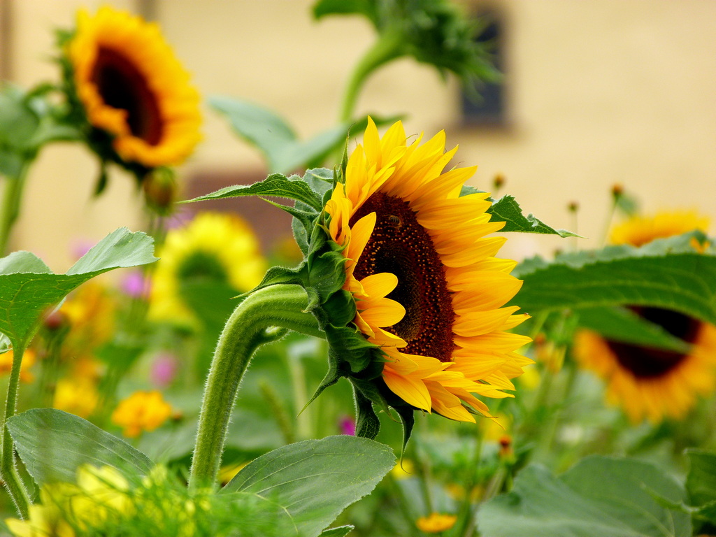 Sunflowers (Reichenau Island)